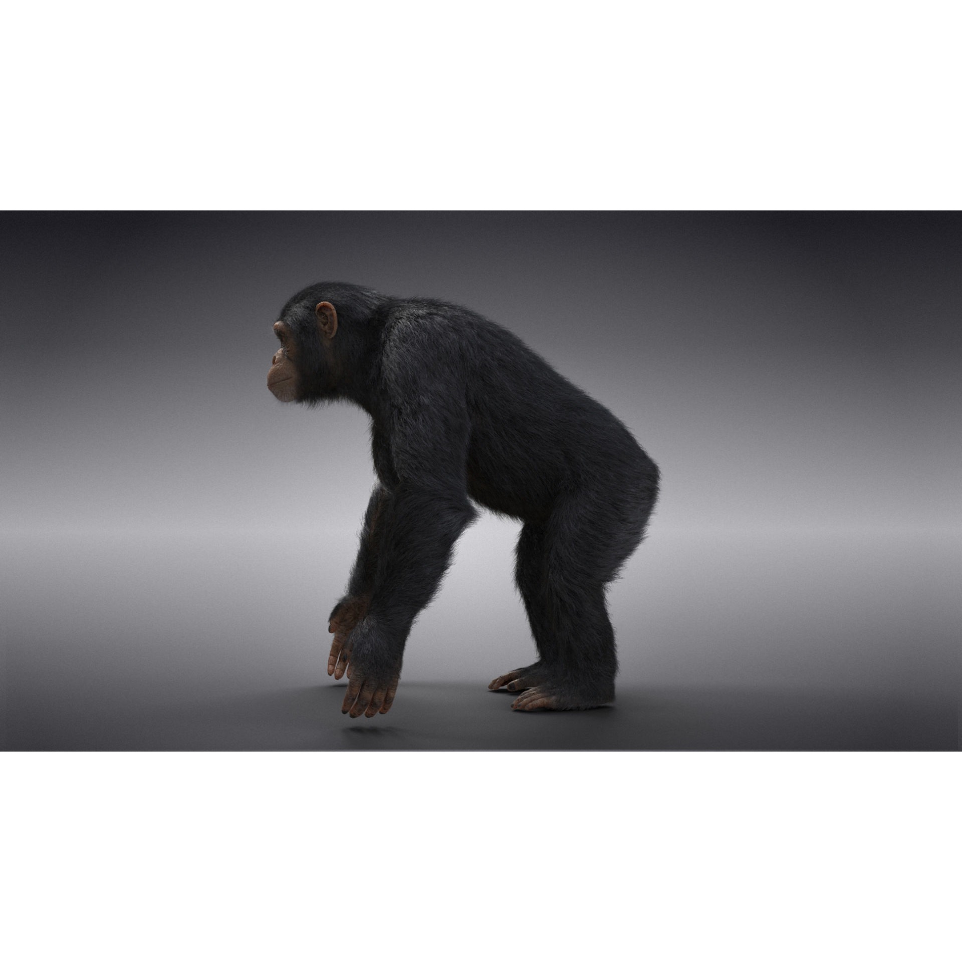 Chimpanzee Animated VFX Grace 3D model 7
