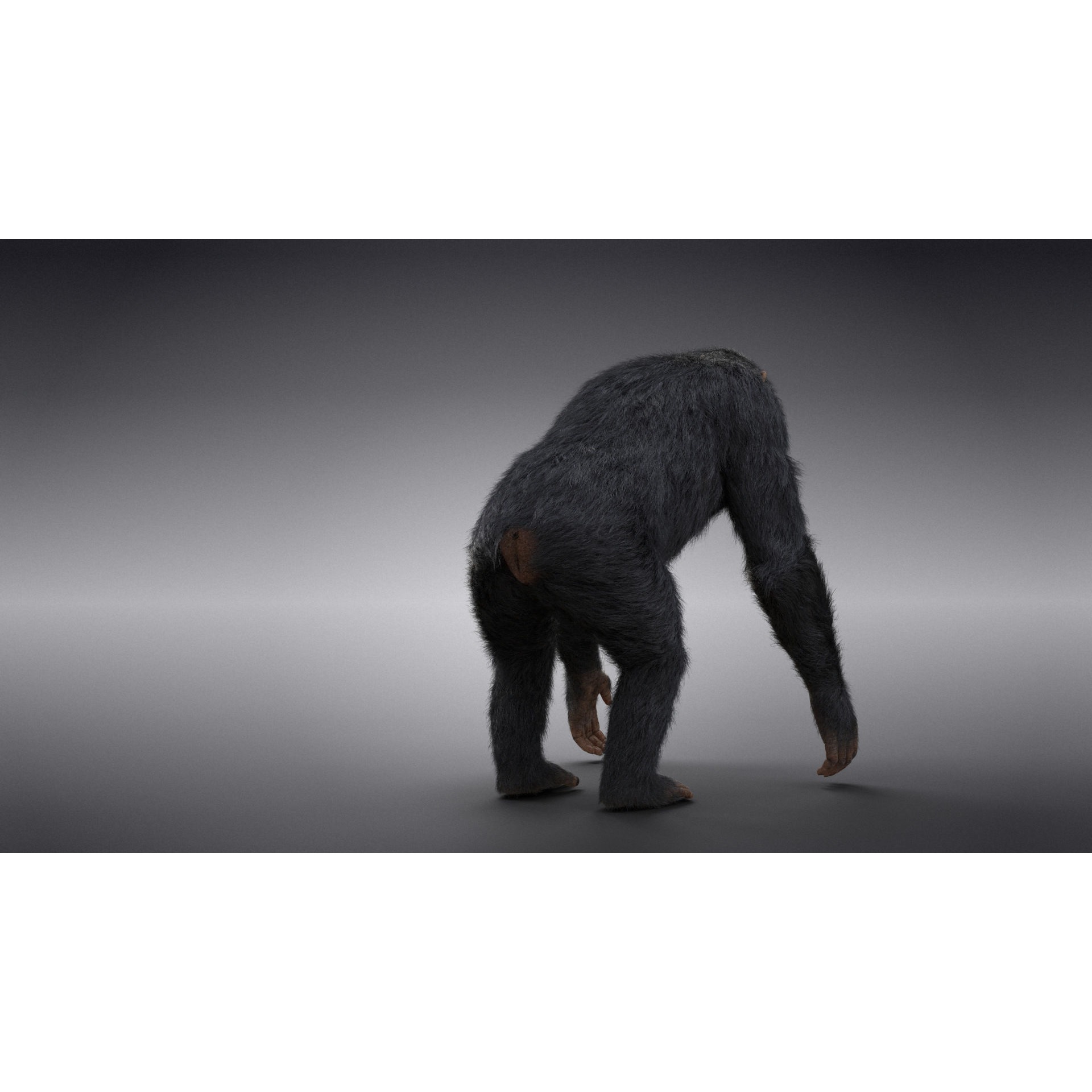 Chimpanzee Animated VFX Grace 3D model 8