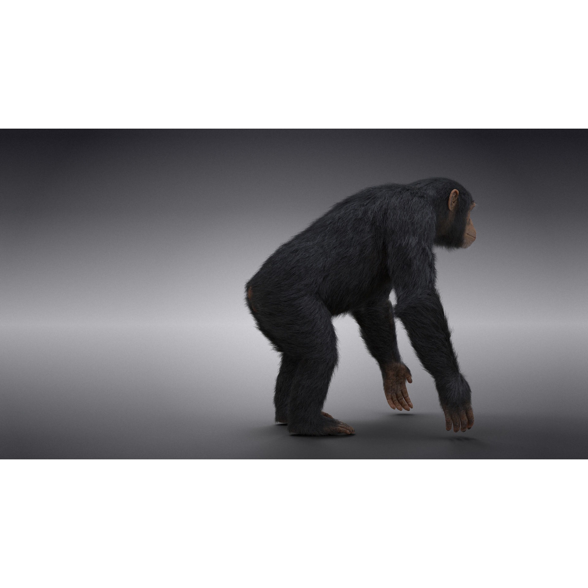 Chimpanzee Animated VFX Grace 3D model 9