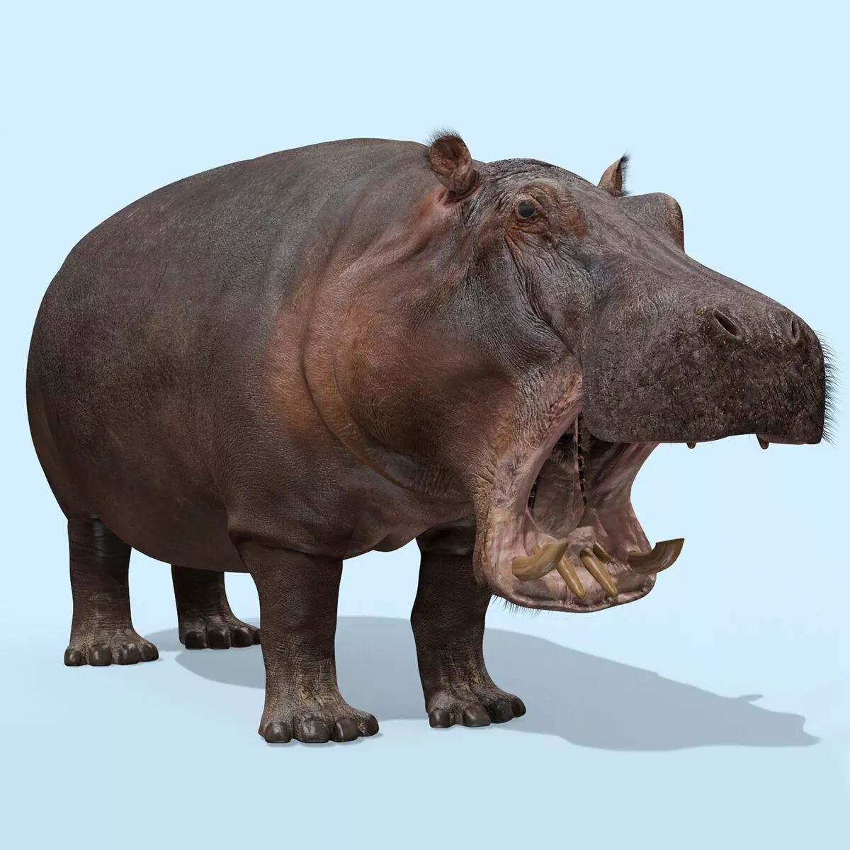 Colossal Animal Pack HD - Animated 3D model 4