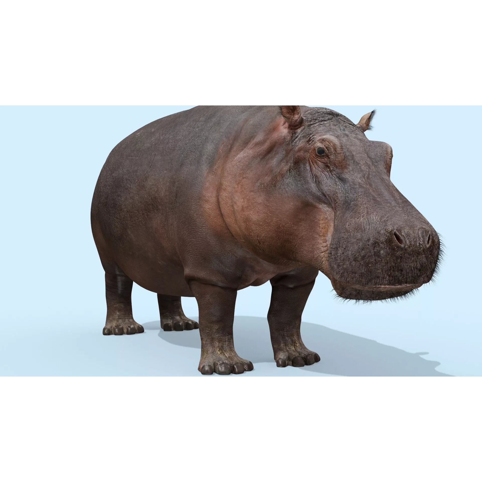 Colossal Animal Pack HD - Animated 3D model 5