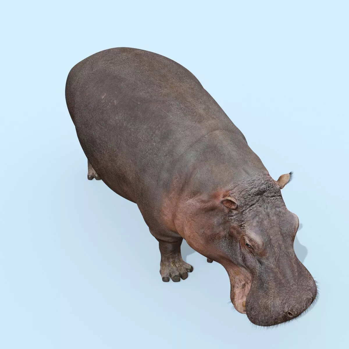 Colossal Animal Pack HD - Animated 3D model 6