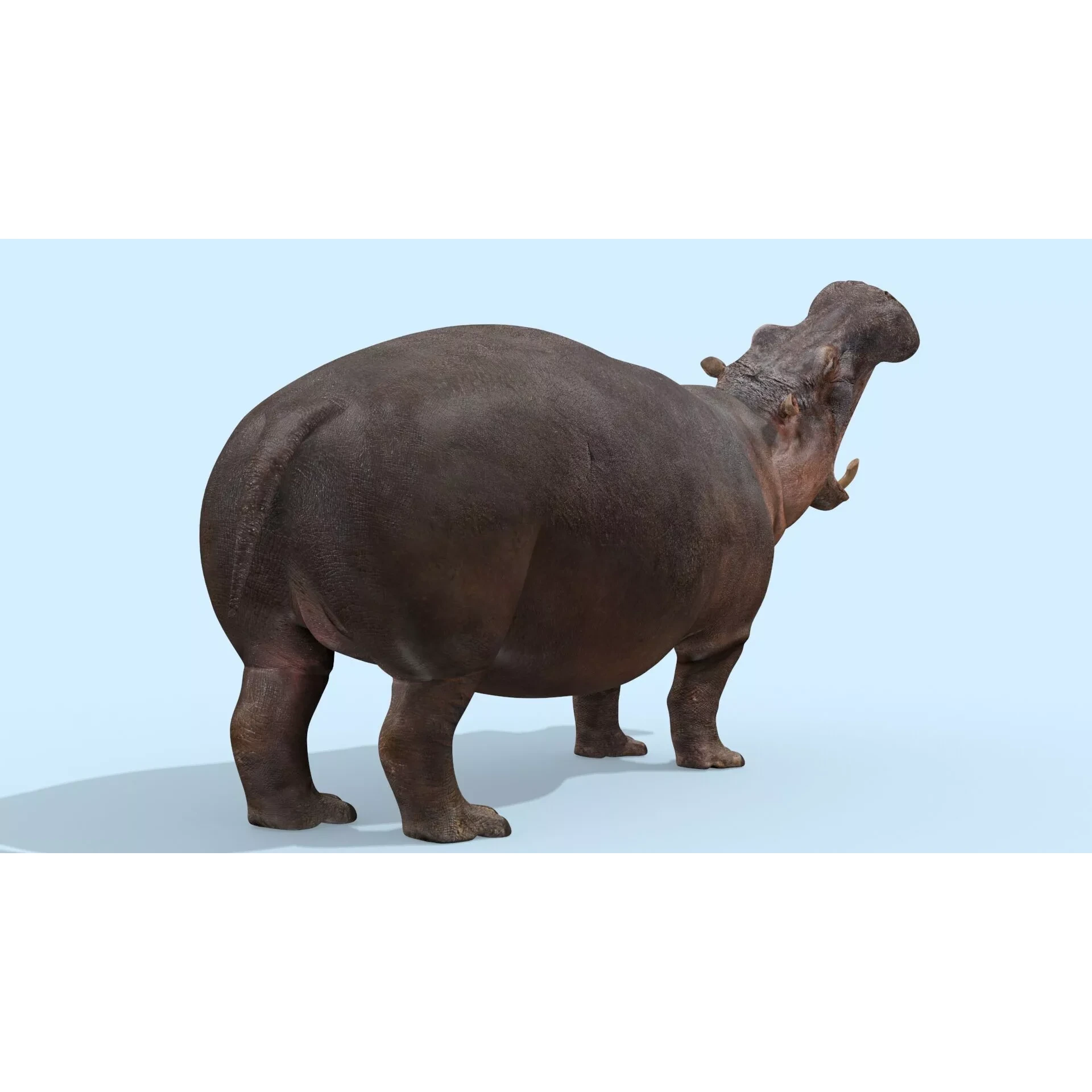 Colossal Animal Pack HD - Animated 3D model 7