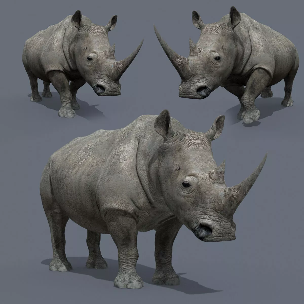 Colossal Animal Pack HD - Animated 3D model 10
