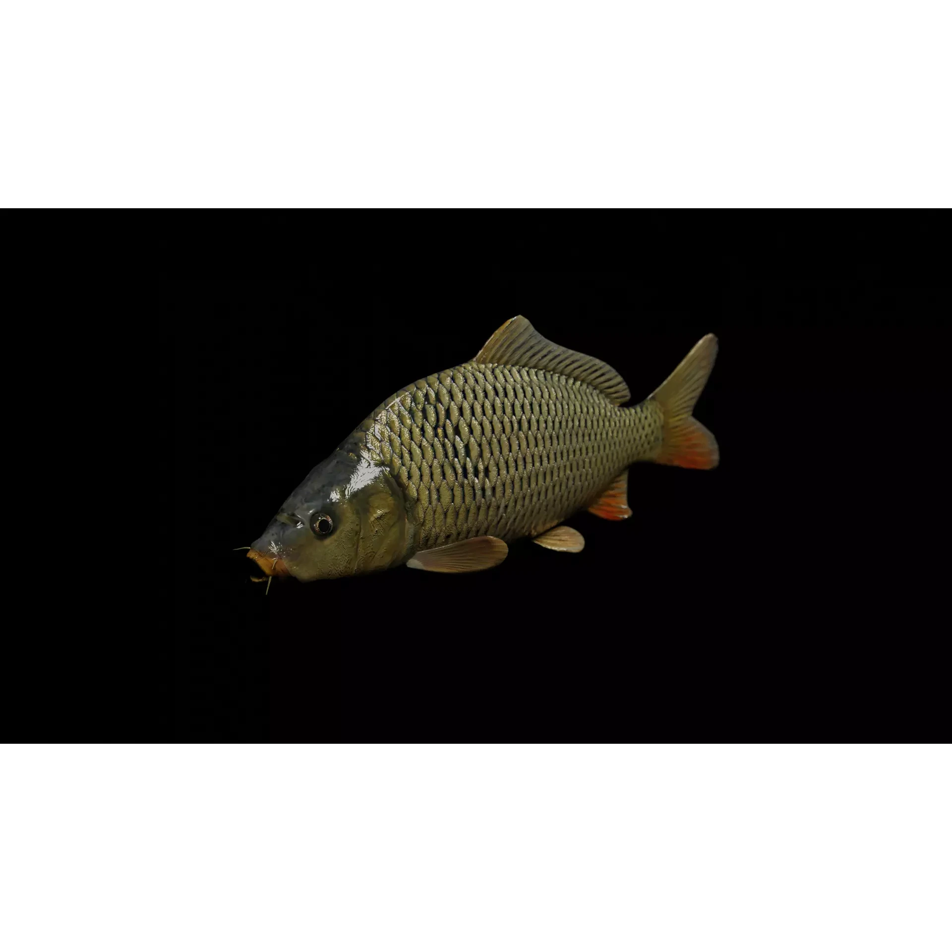 Common carp fish Free low-poly 3D model