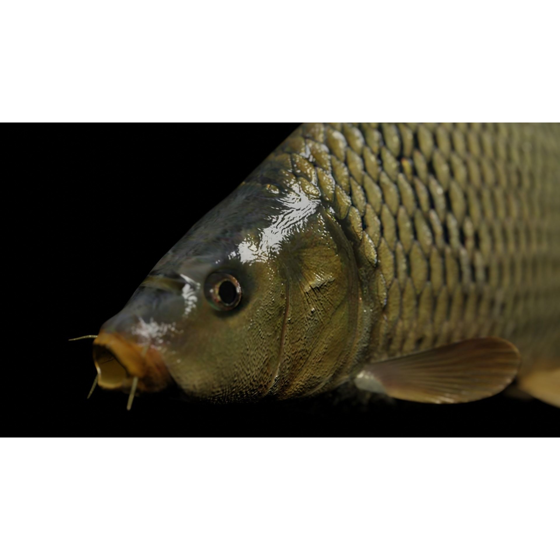 Common carp fish Free low-poly 3D model 2