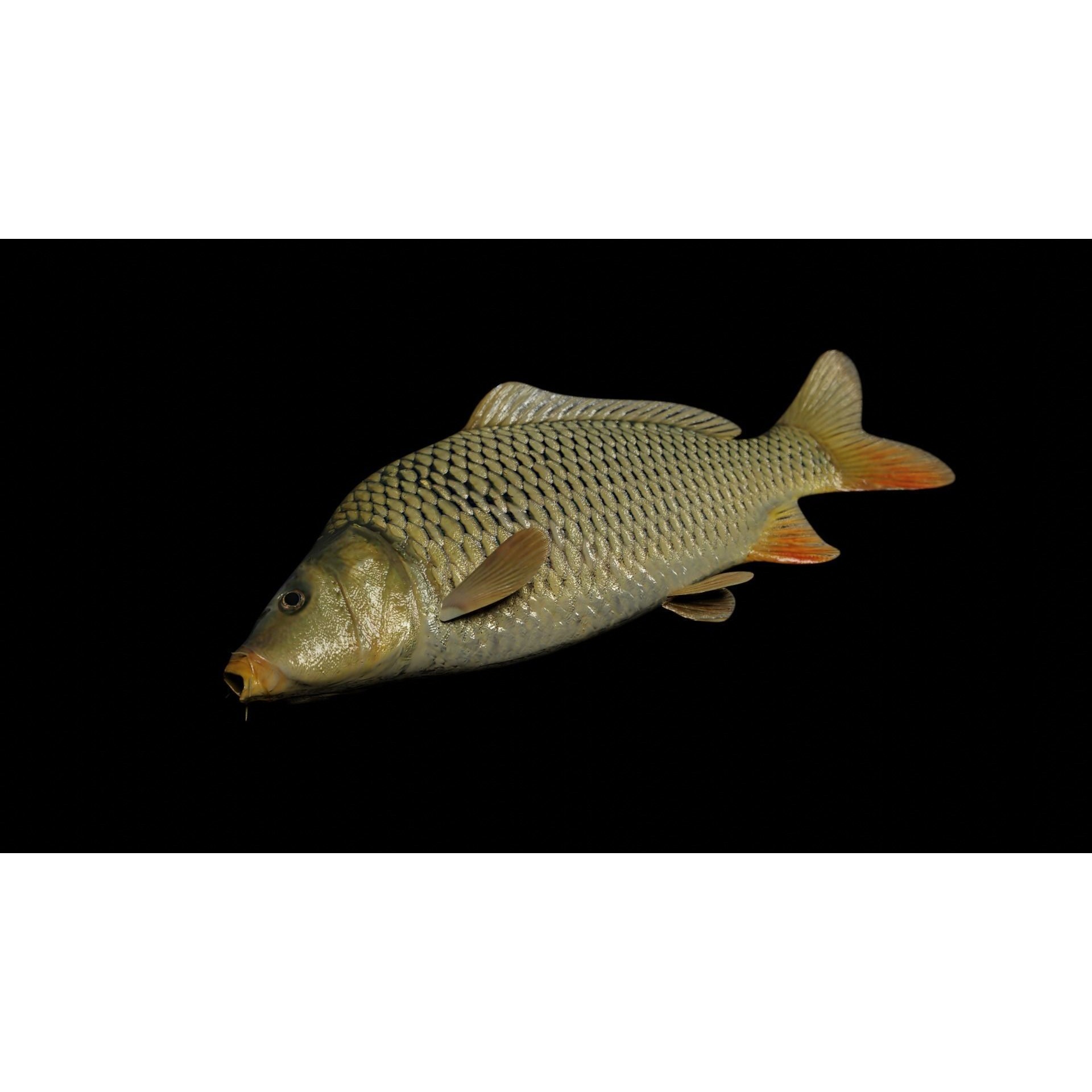 Common carp fish Free low-poly 3D model 3