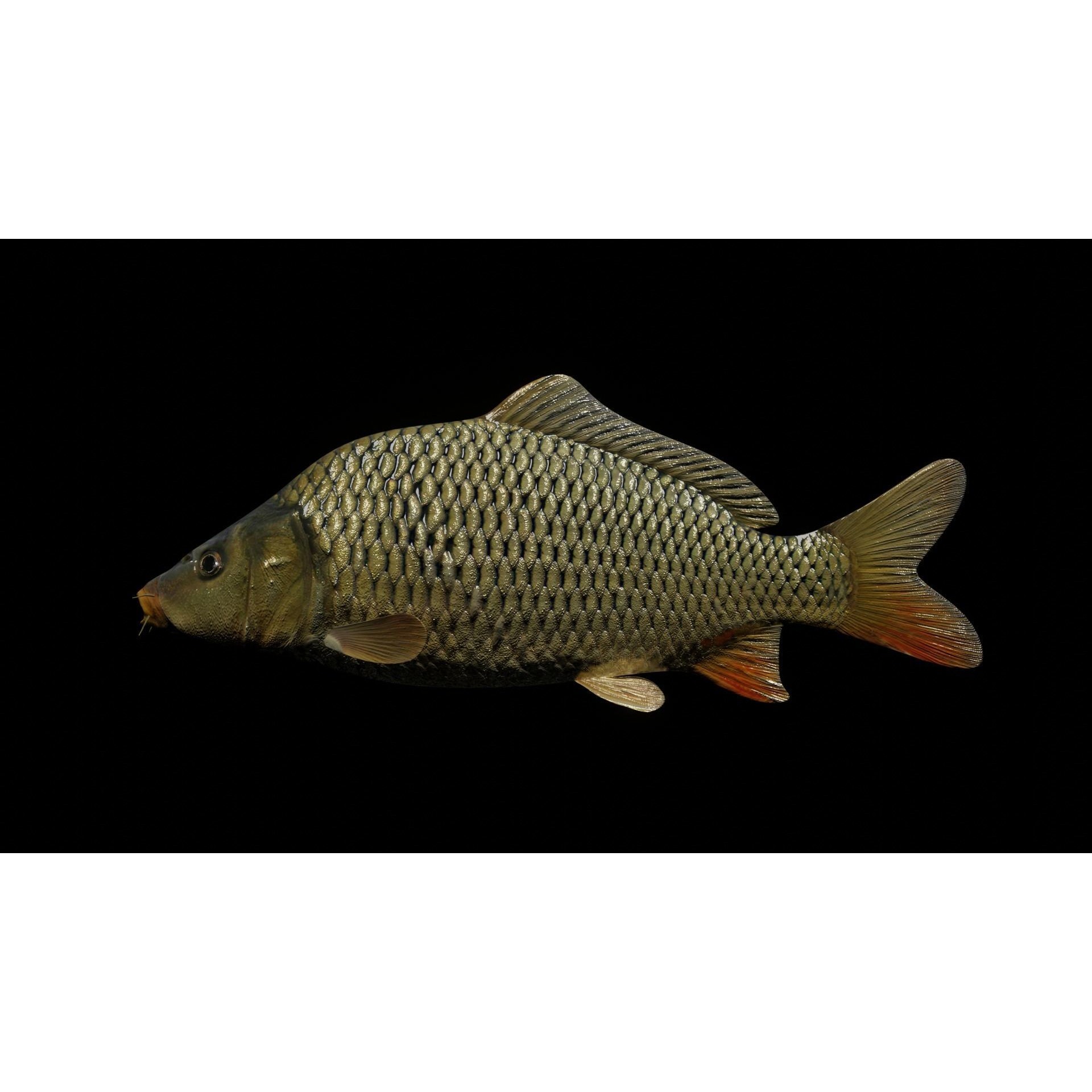 Common carp fish Free low-poly 3D model 4