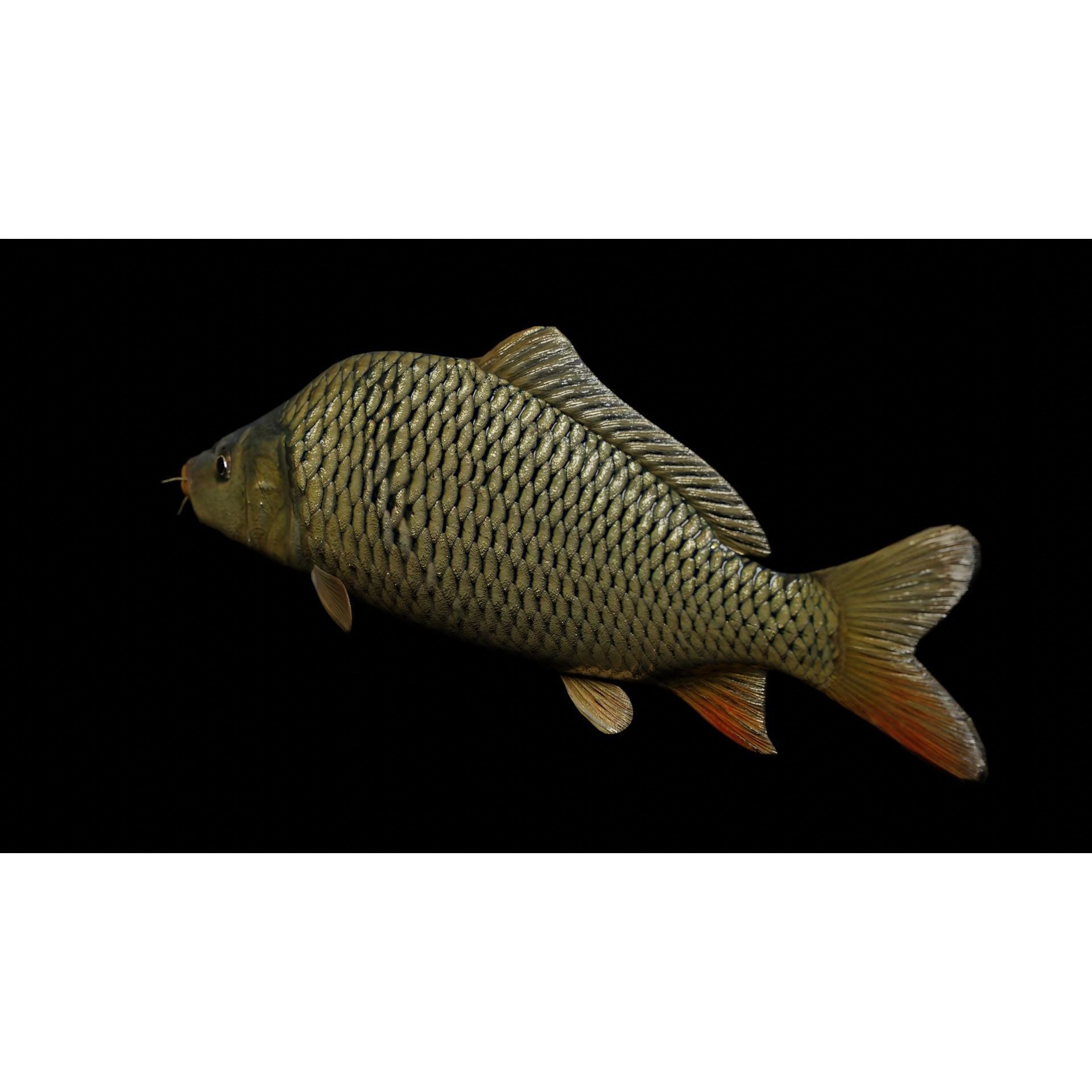 Common carp fish Free low-poly 3D model 5