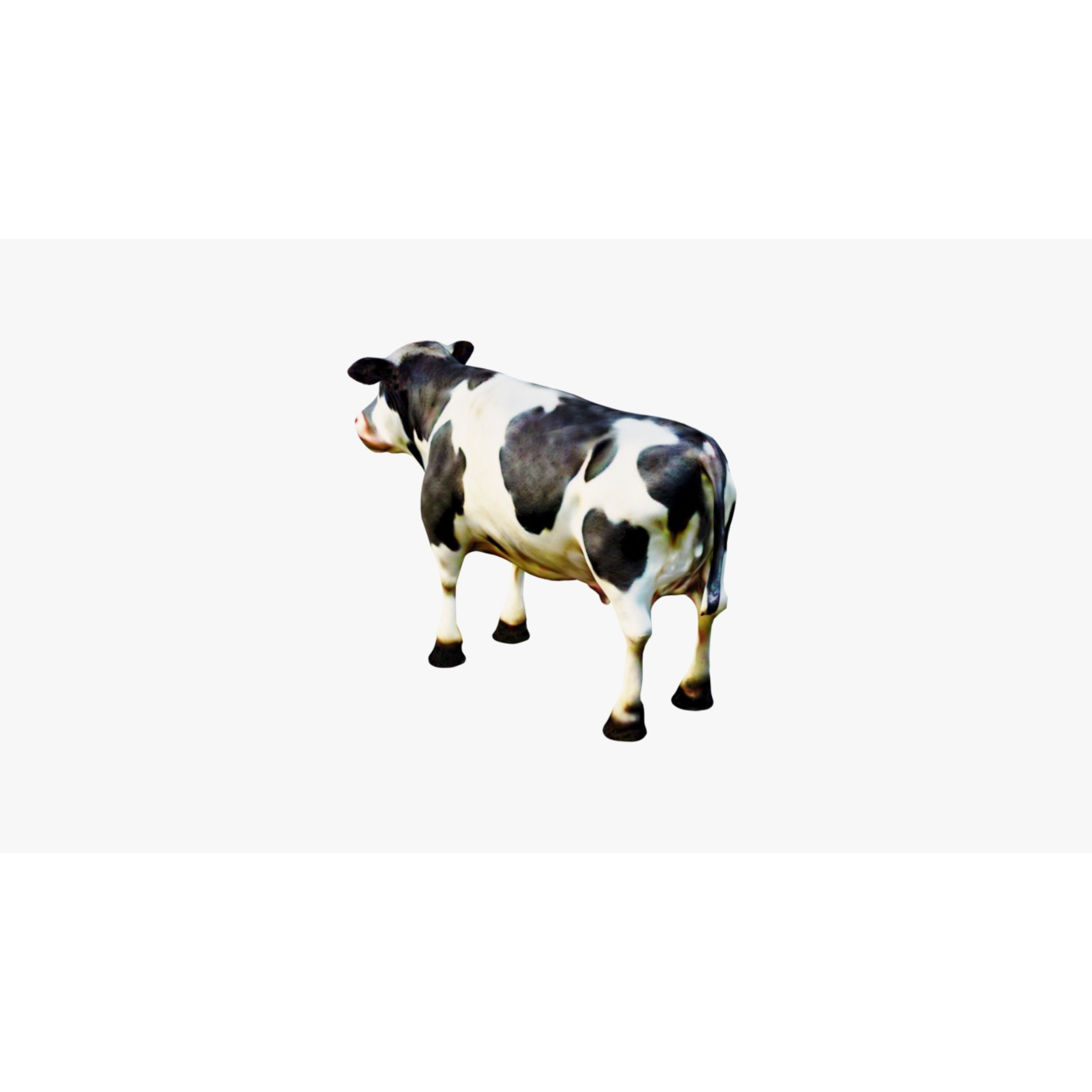 Cow Animal Free 3D model 4
