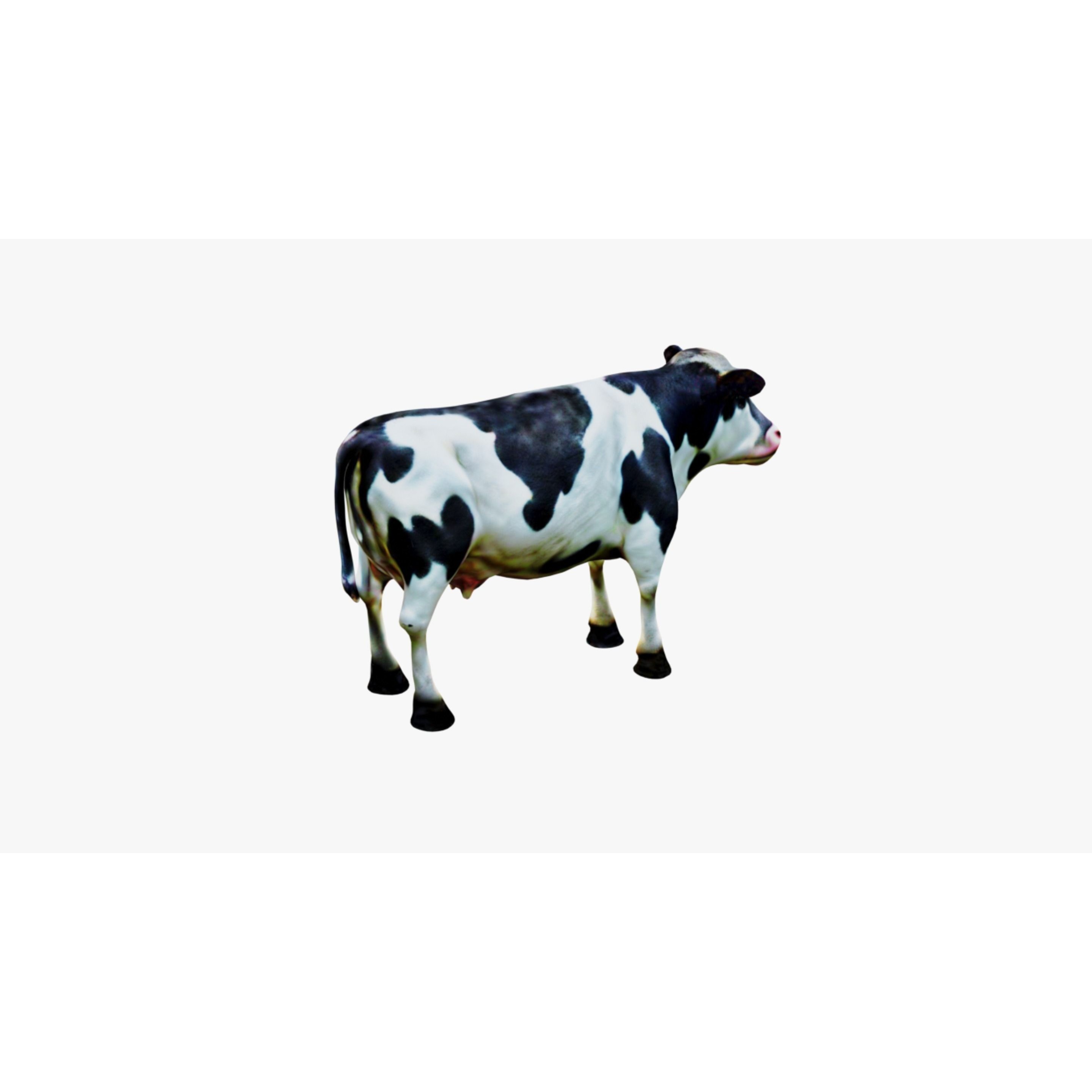 Cow Animal Free 3D model 5