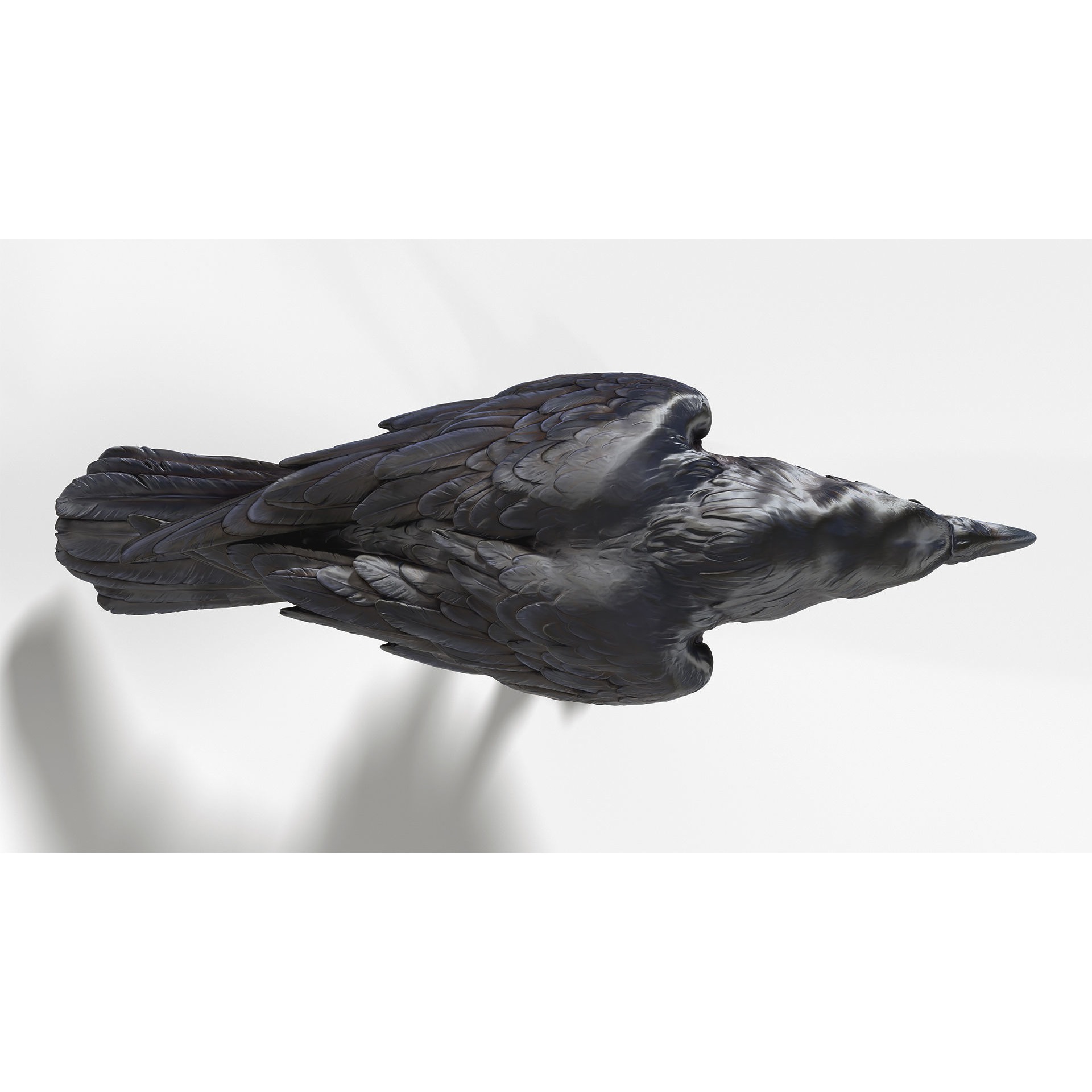 Crow open beak- 3D Sculpting - High Poly 3D print model 6
