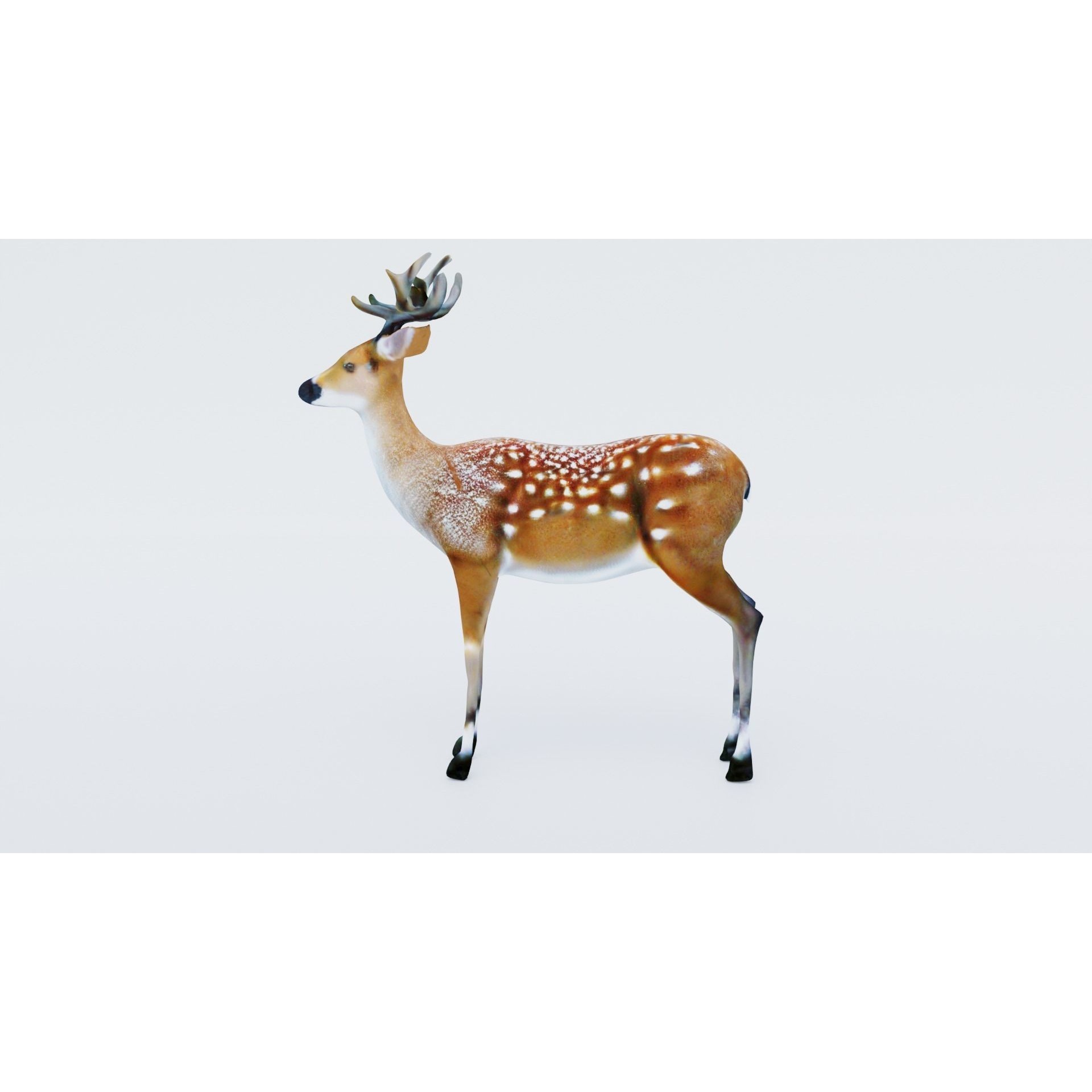 Deer Animal Free 3D model 2