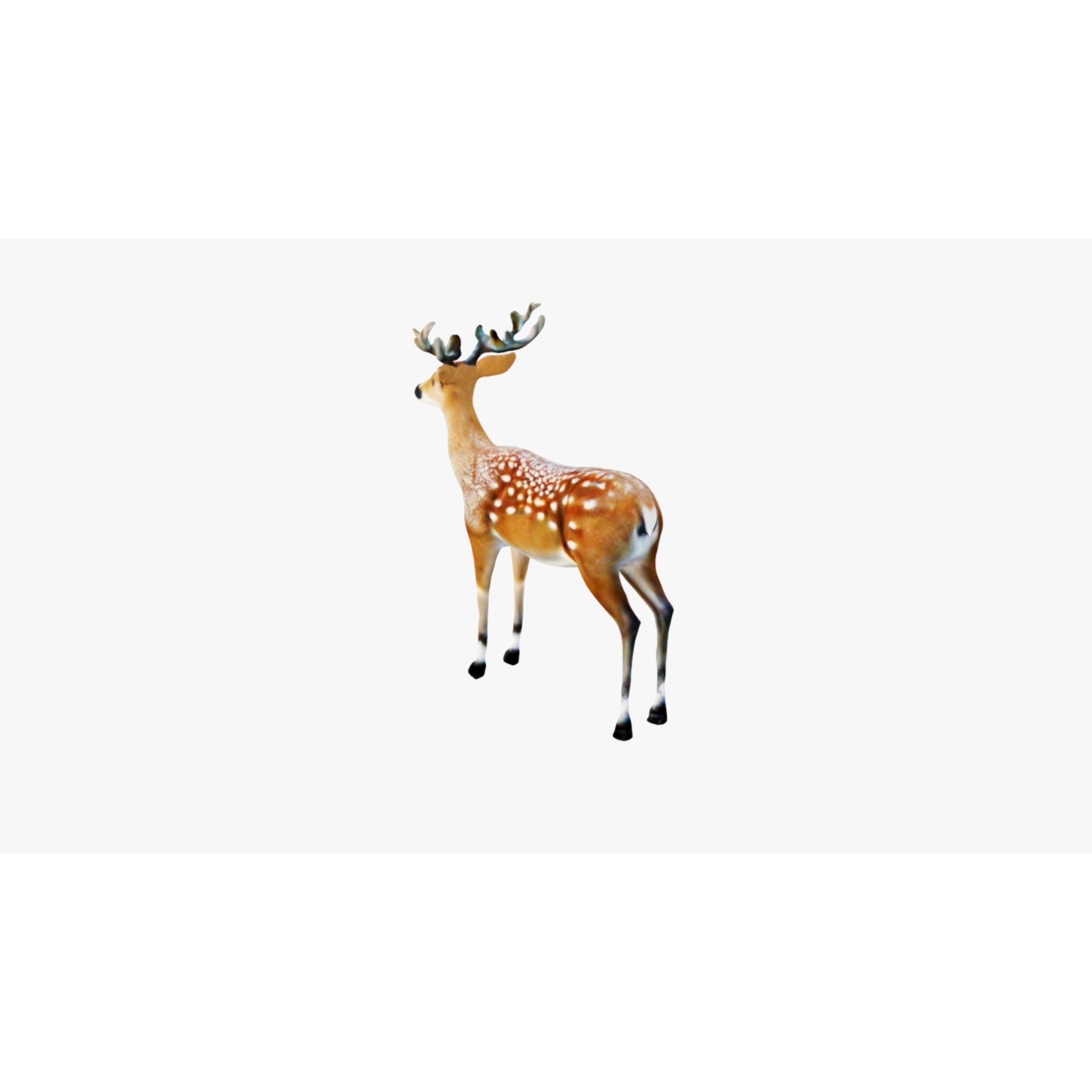 Deer Animal Free 3D model 4