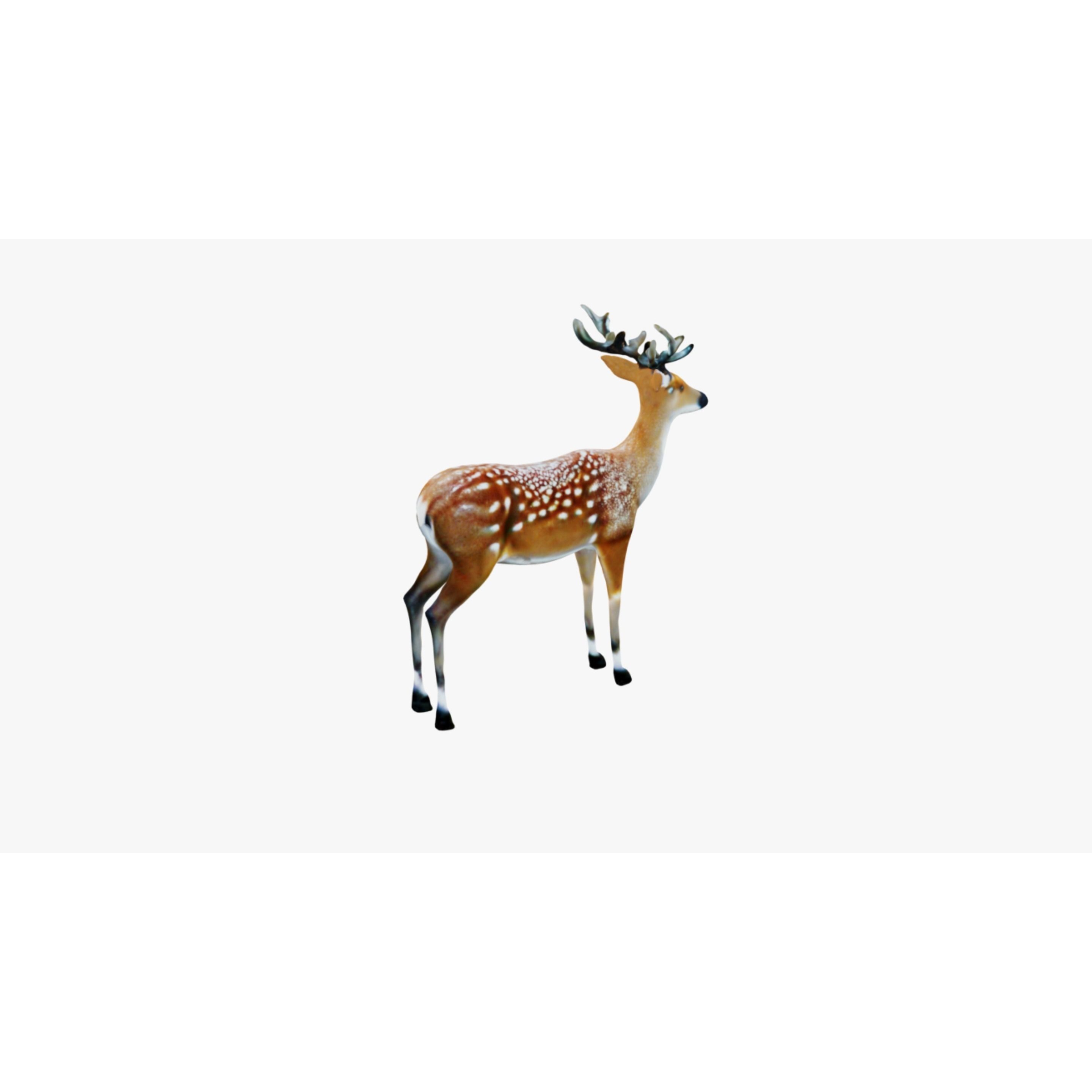 Deer Animal Free 3D model 5
