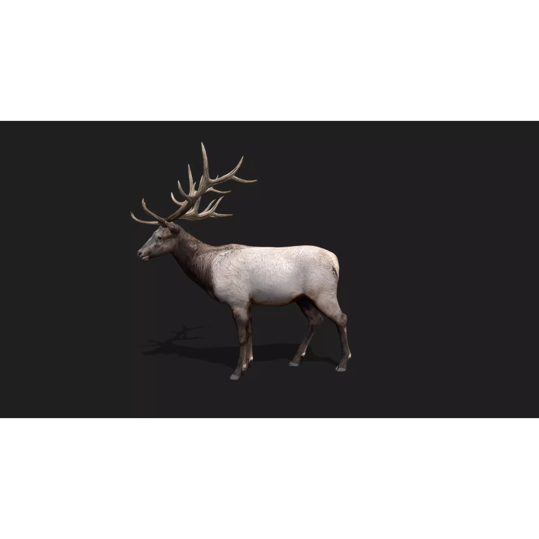 deer Animation Free low-poly 3D model