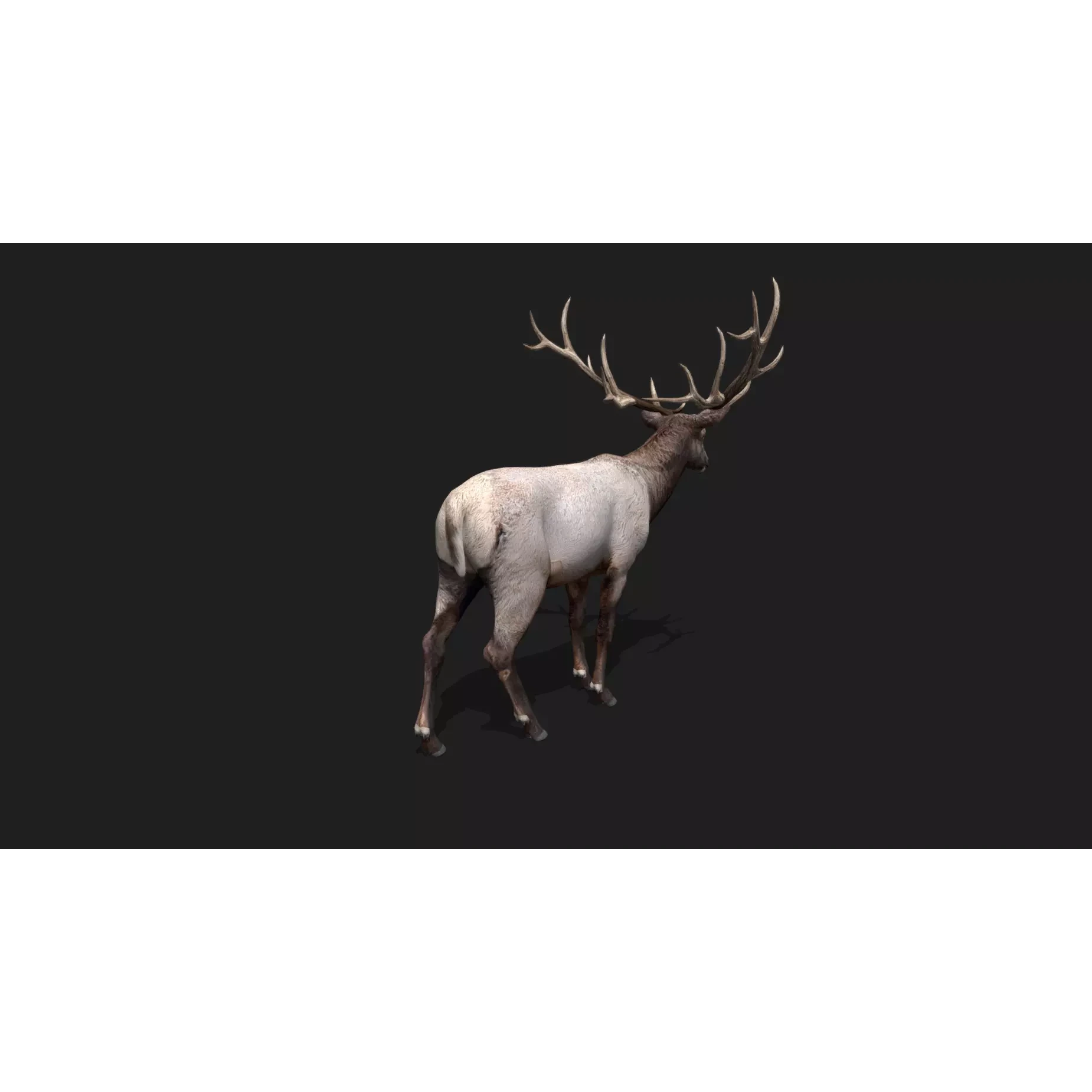 deer Animation Free low-poly 3D model 4