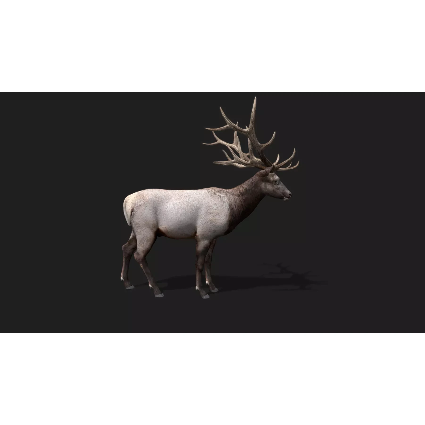 deer Animation Free low-poly 3D model 5