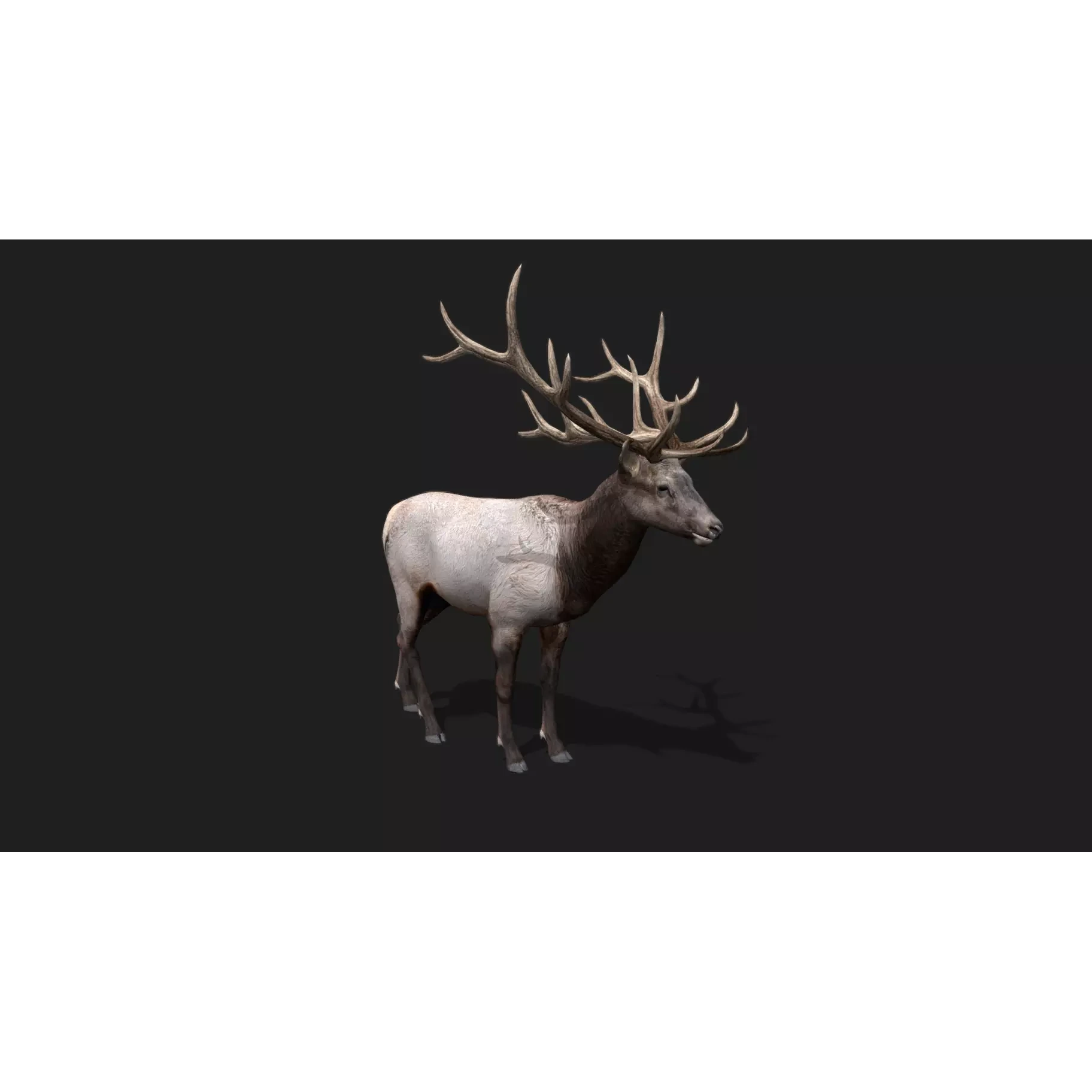 deer Animation Free low-poly 3D model 6