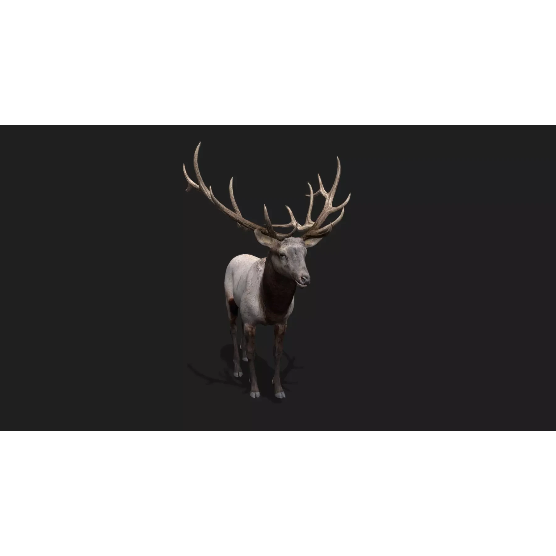 deer Animation Free low-poly 3D model 7