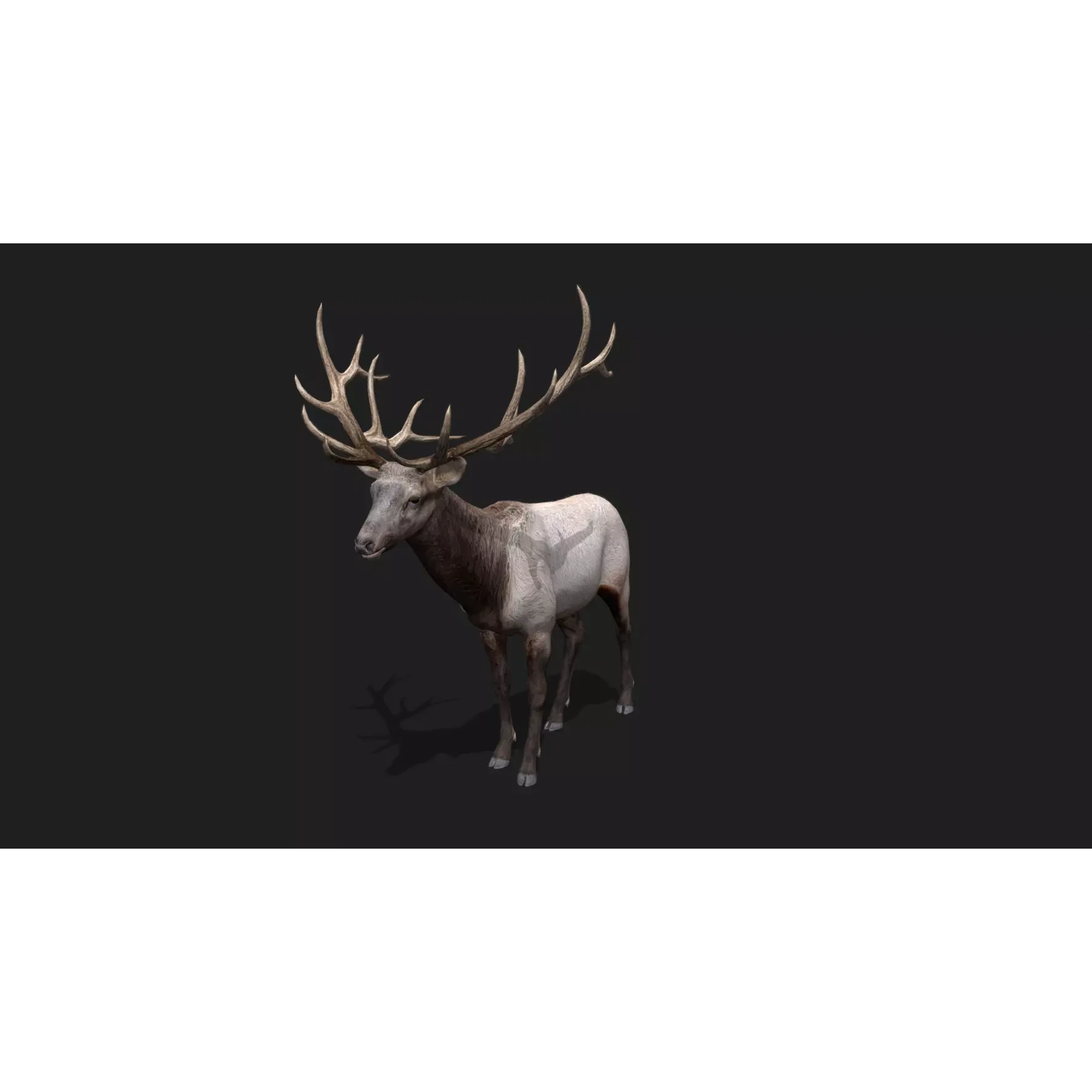 deer Animation Free low-poly 3D model 8