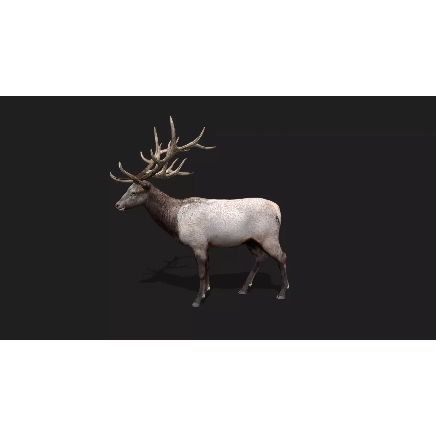 deer Animation Free low-poly 3D model 9