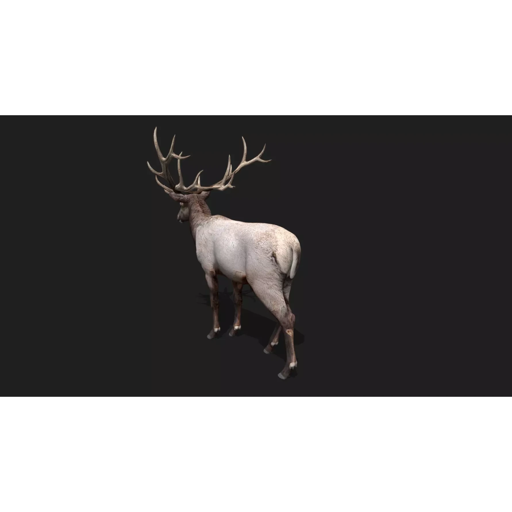 deer Animation Free low-poly 3D model 10