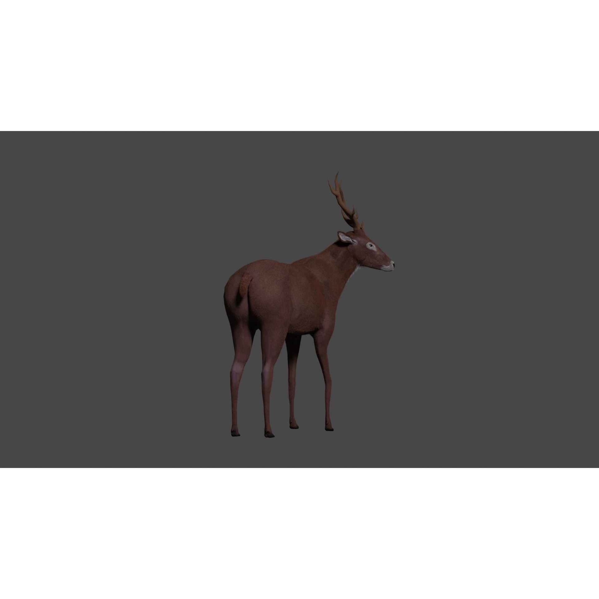 Deer - rigged - painted Free 3D model 4