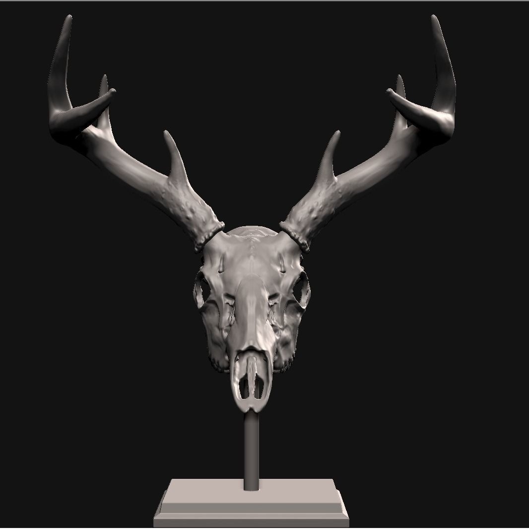 Deer skull with stand 3D print model 2