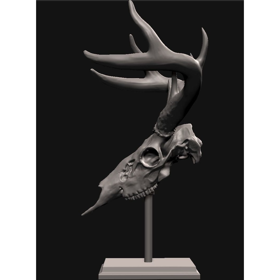 Deer skull with stand 3D print model 4