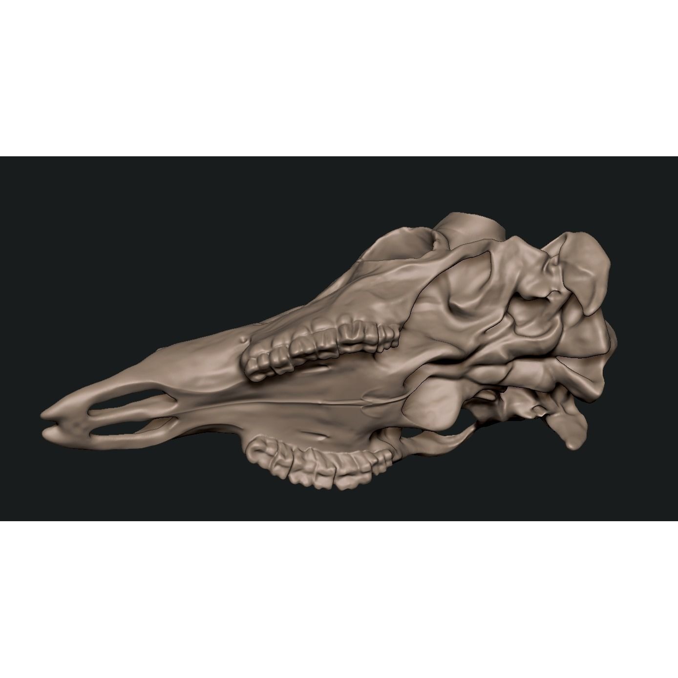 Deer skull with stand 3D print model 9