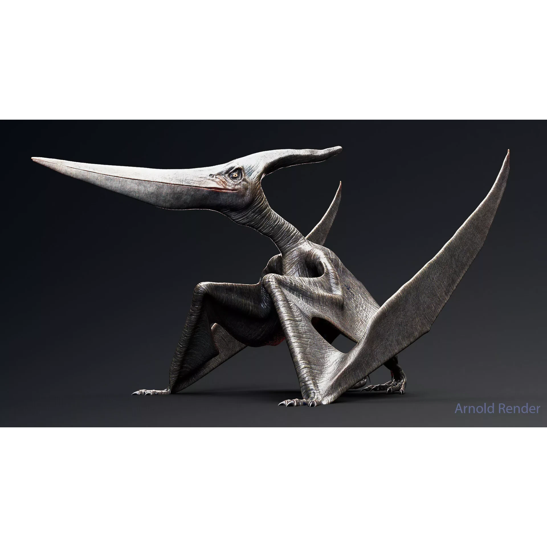 Dinosaur Pteranodon 179 Animations - Unreal Engine Project Low-poly 3D model 4