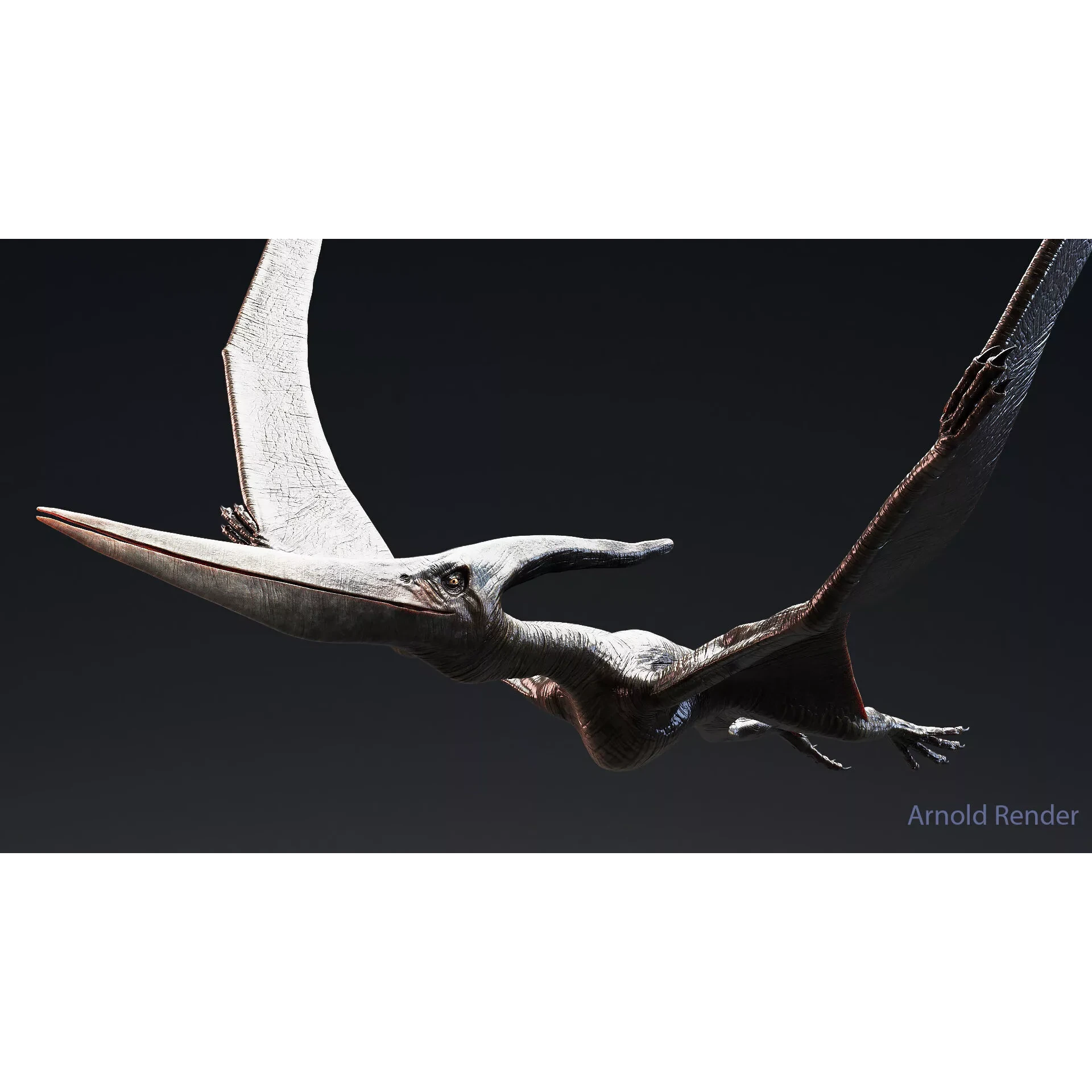 Dinosaur Pteranodon 179 Animations - Unreal Engine Project Low-poly 3D model 6