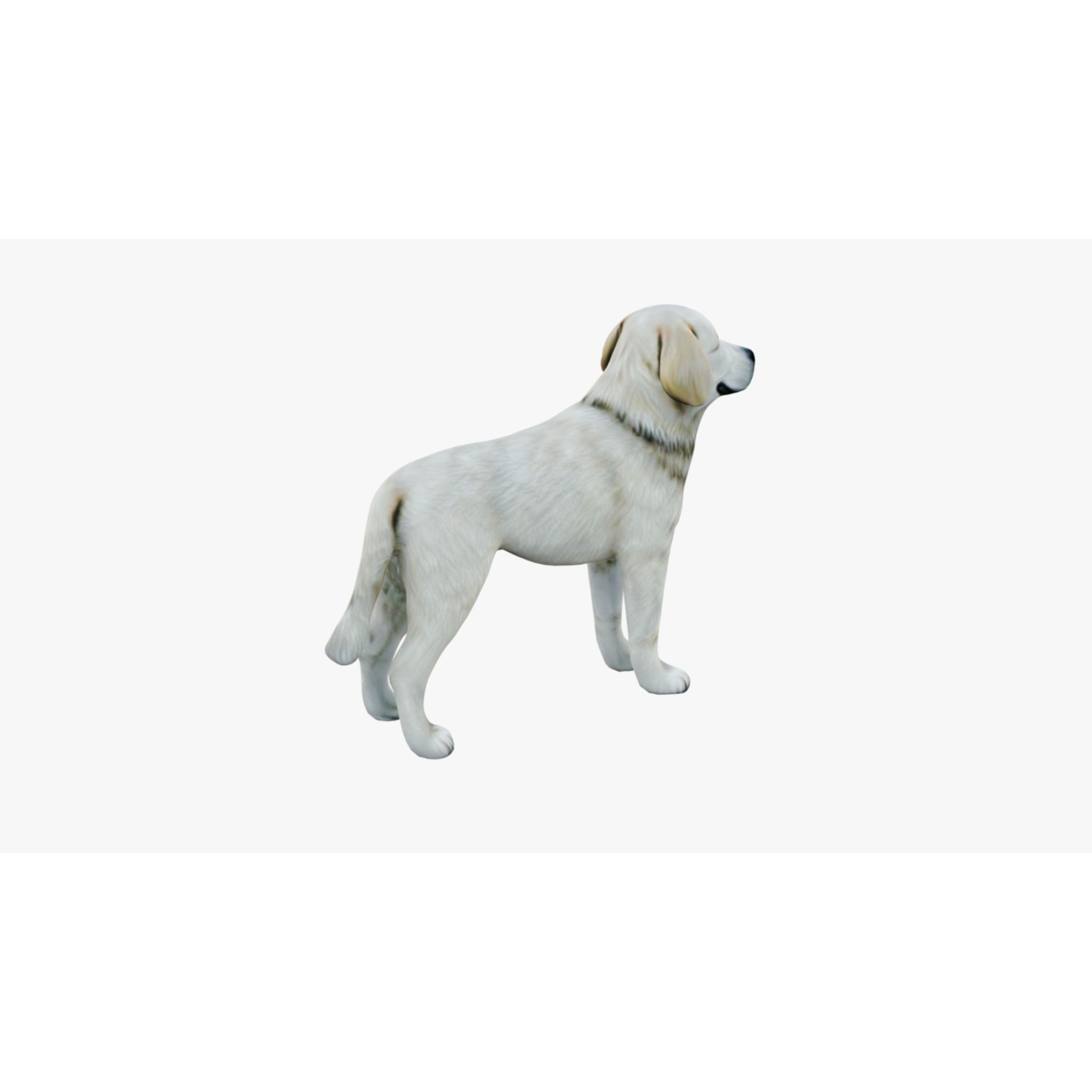 Dog Animal Free 3D model 5