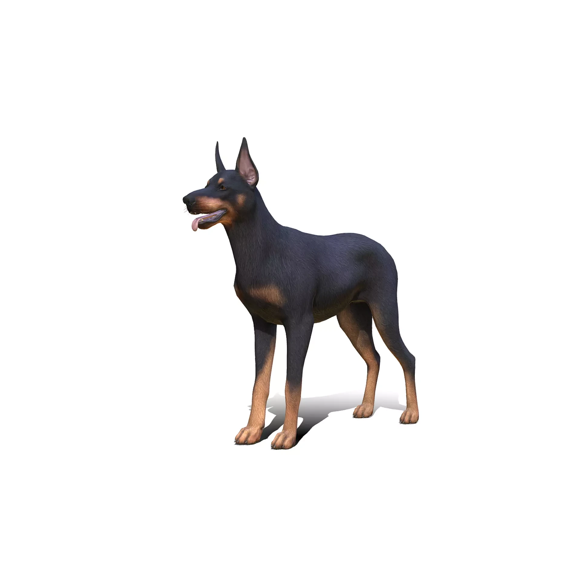 Dog - Doberman Low-poly 3D model