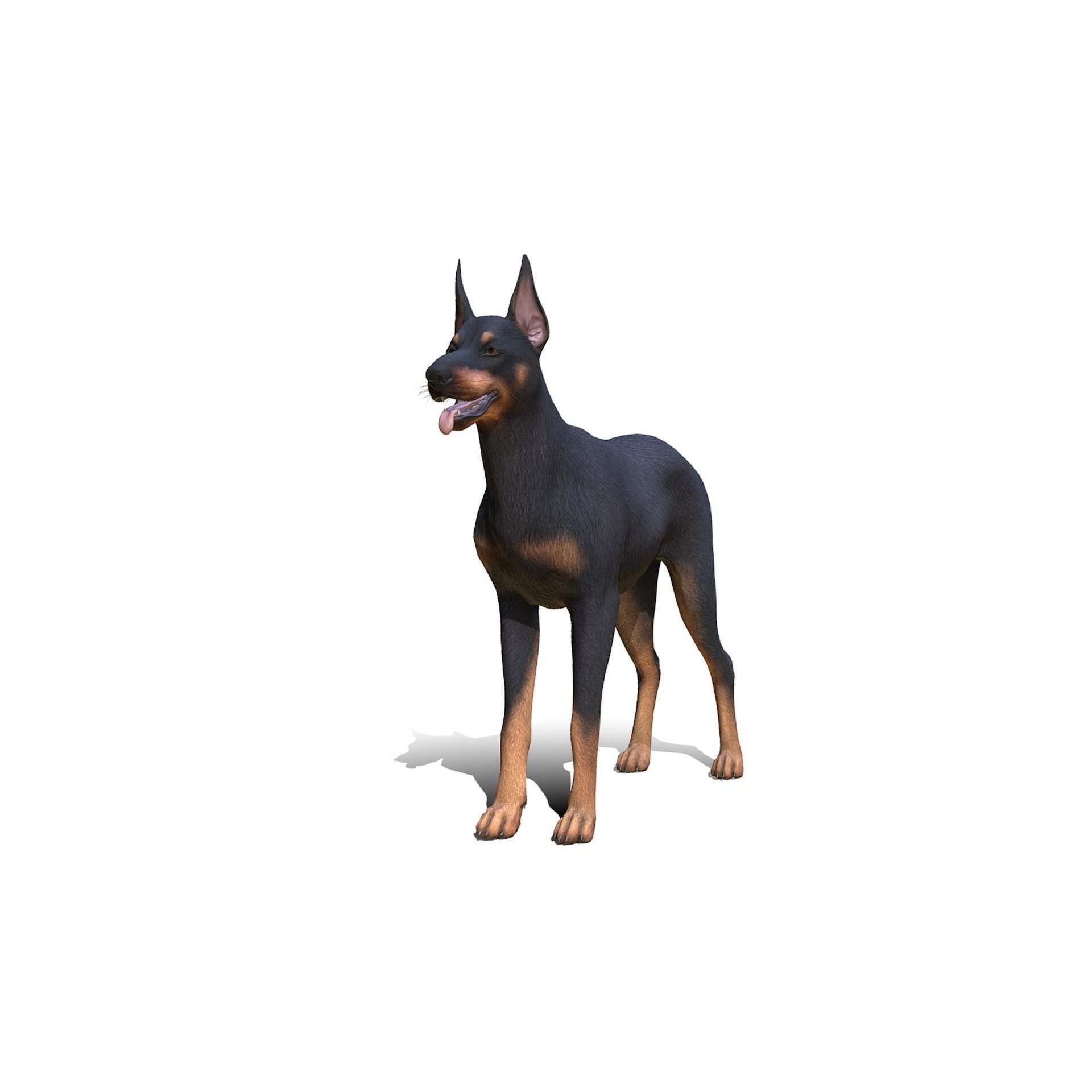 Dog - Doberman Low-poly 3D model 2