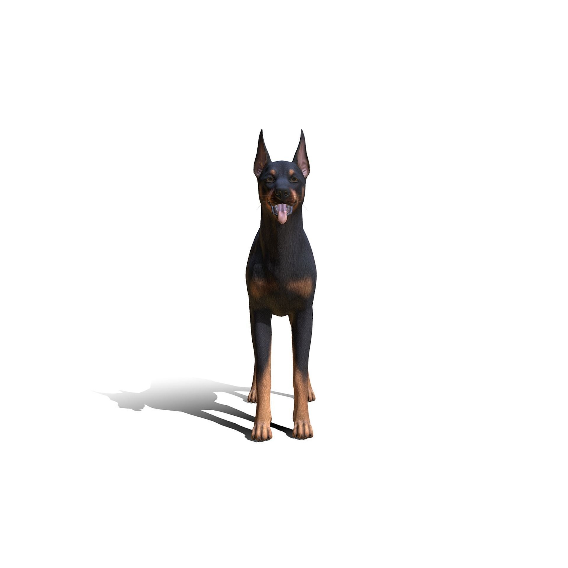 Dog - Doberman Low-poly 3D model 3