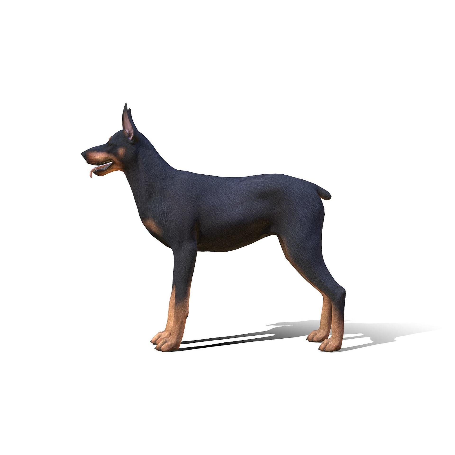 Dog - Doberman Low-poly 3D model 4
