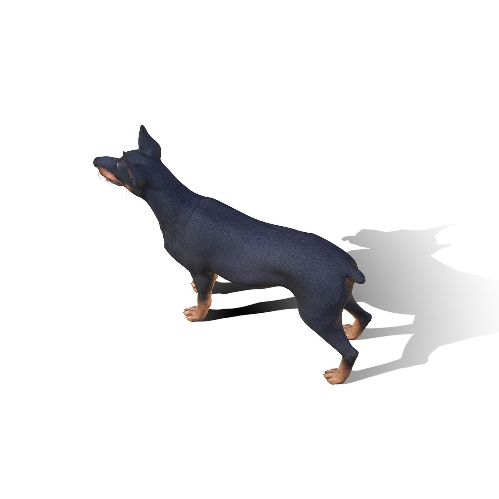 Dog - Doberman Low-poly 3D model 5