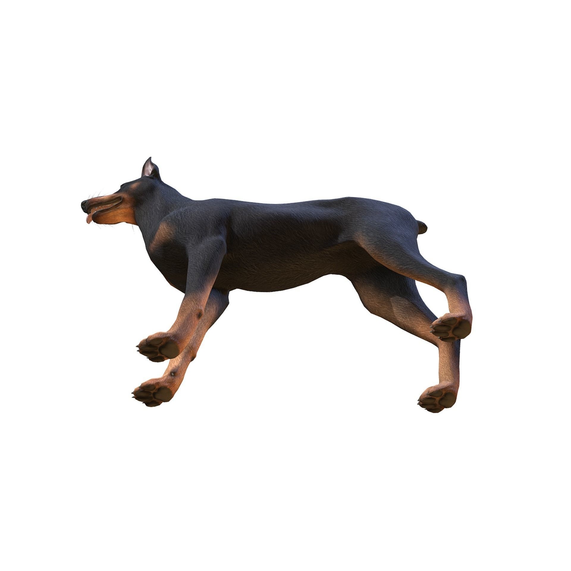Dog - Doberman Low-poly 3D model 6