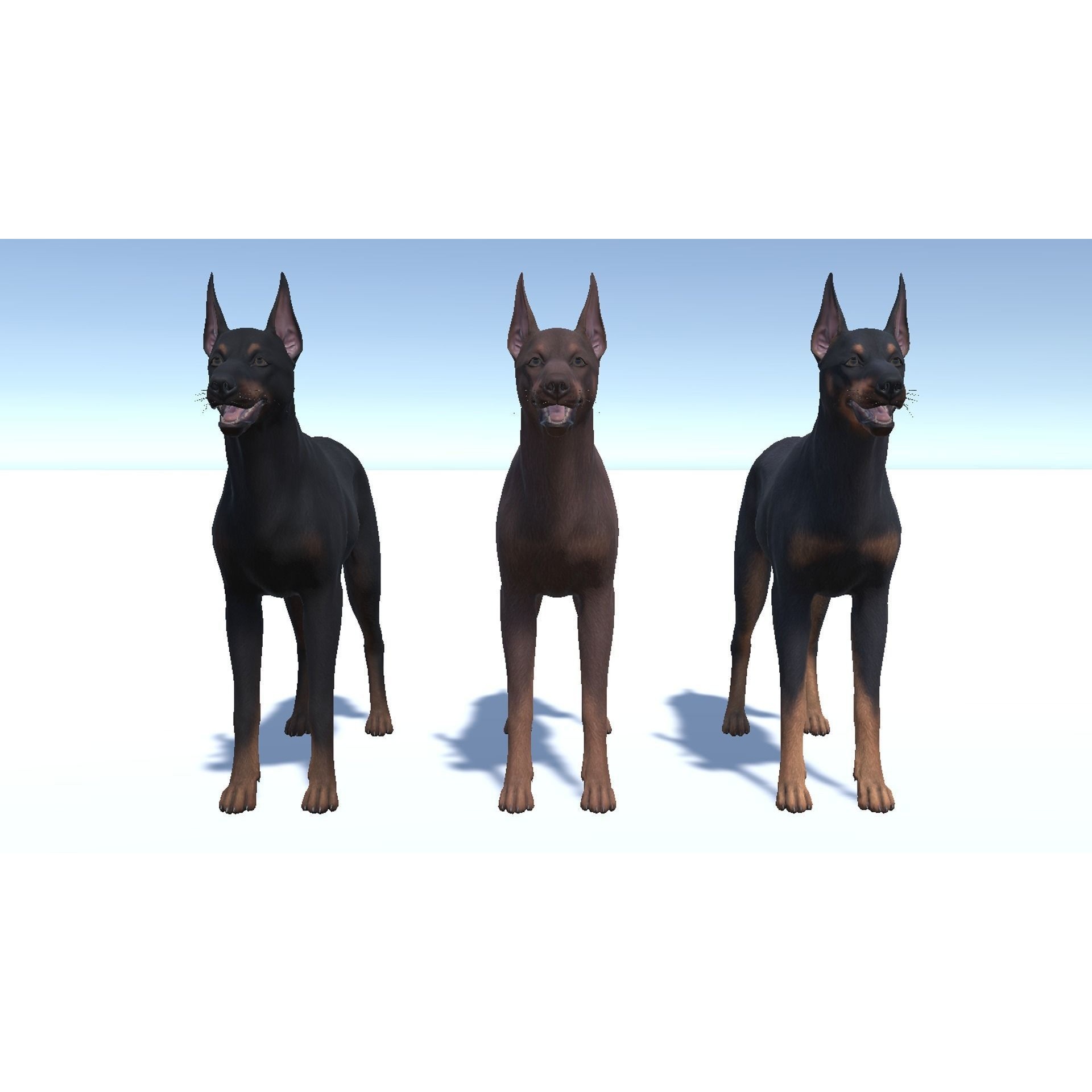 Dog - Doberman Low-poly 3D model 9