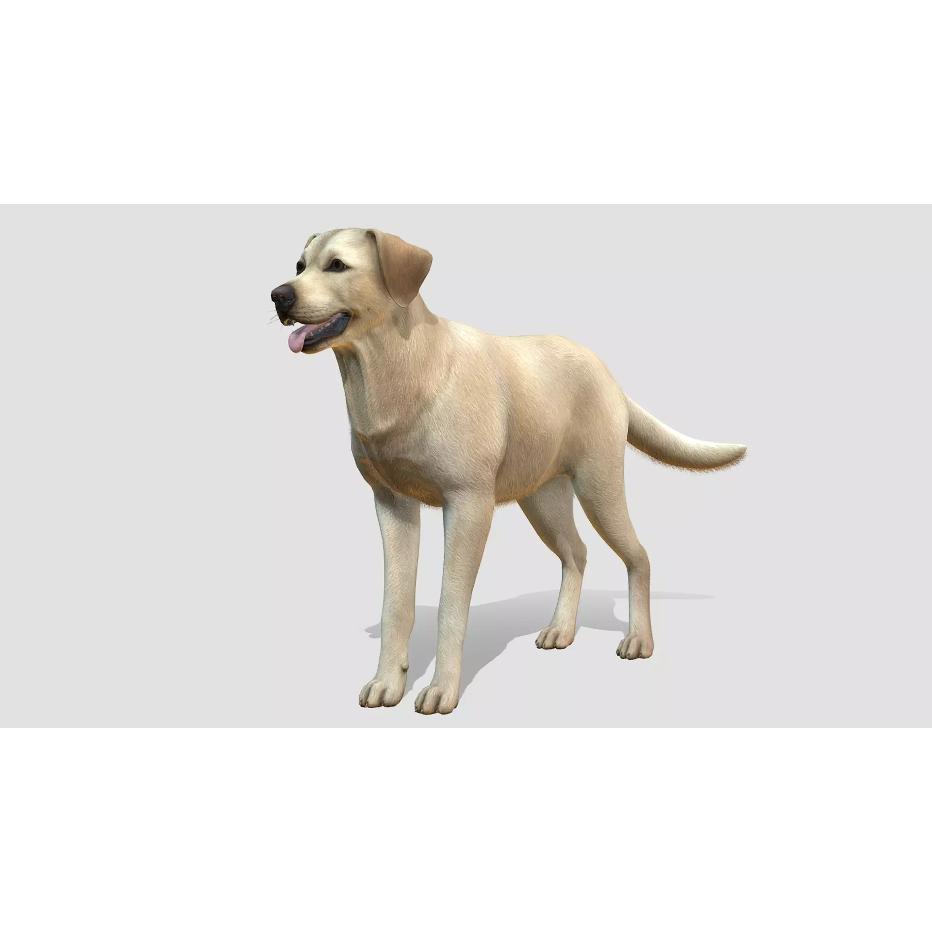 Dog - Labrador Low-poly 3D model
