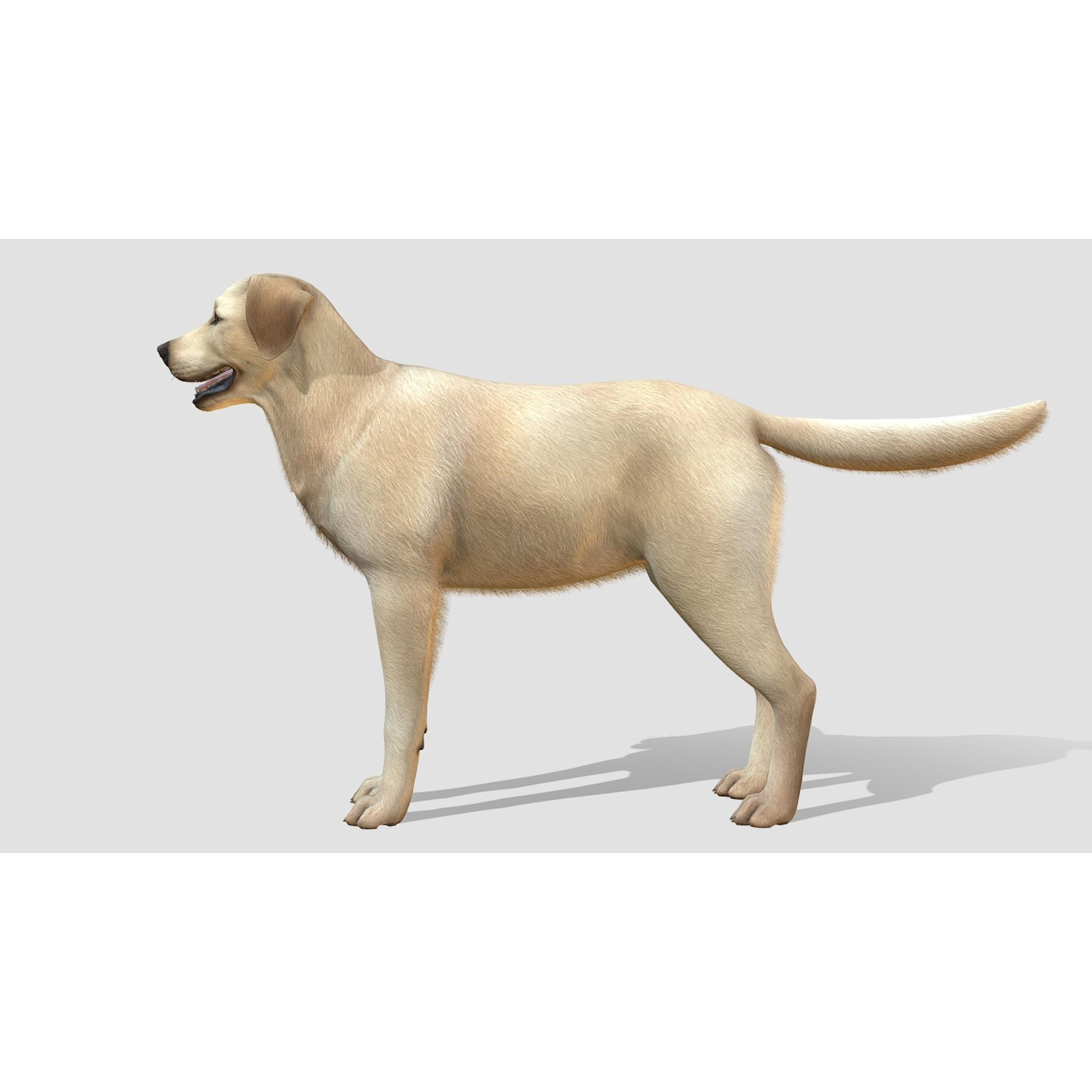 Dog - Labrador Low-poly 3D model 2