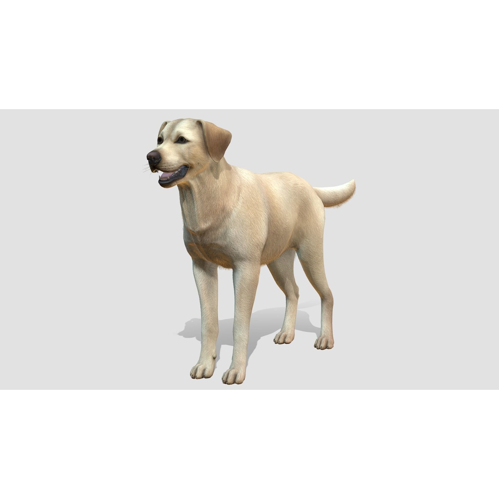 Dog - Labrador Low-poly 3D model 3