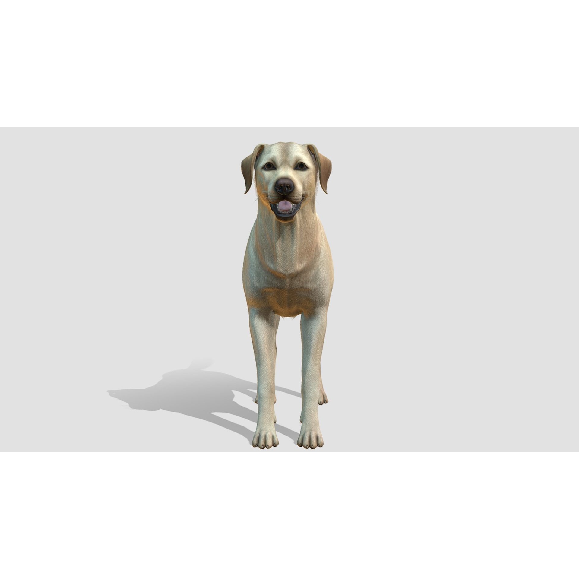 Dog - Labrador Low-poly 3D model 4