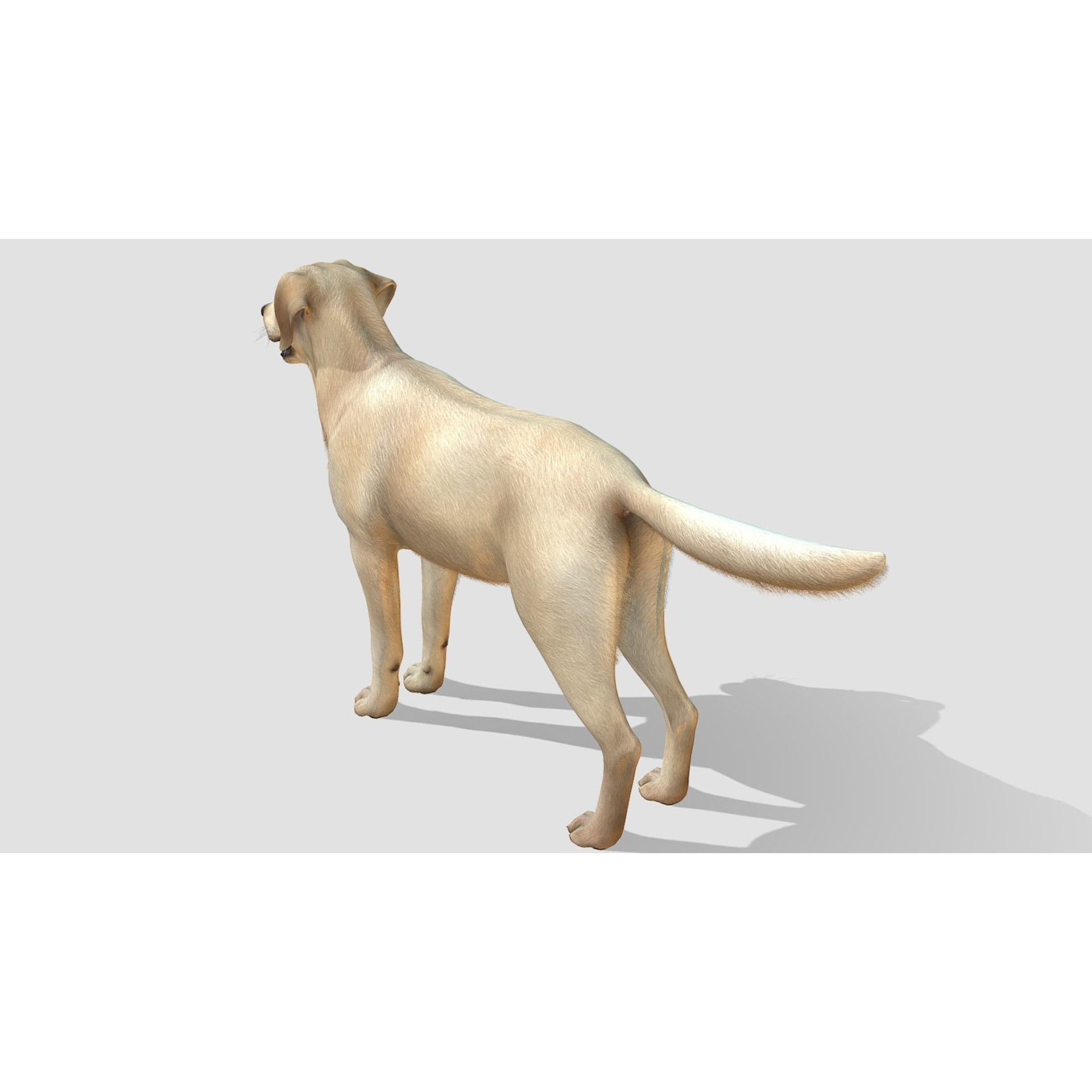 Dog - Labrador Low-poly 3D model 5