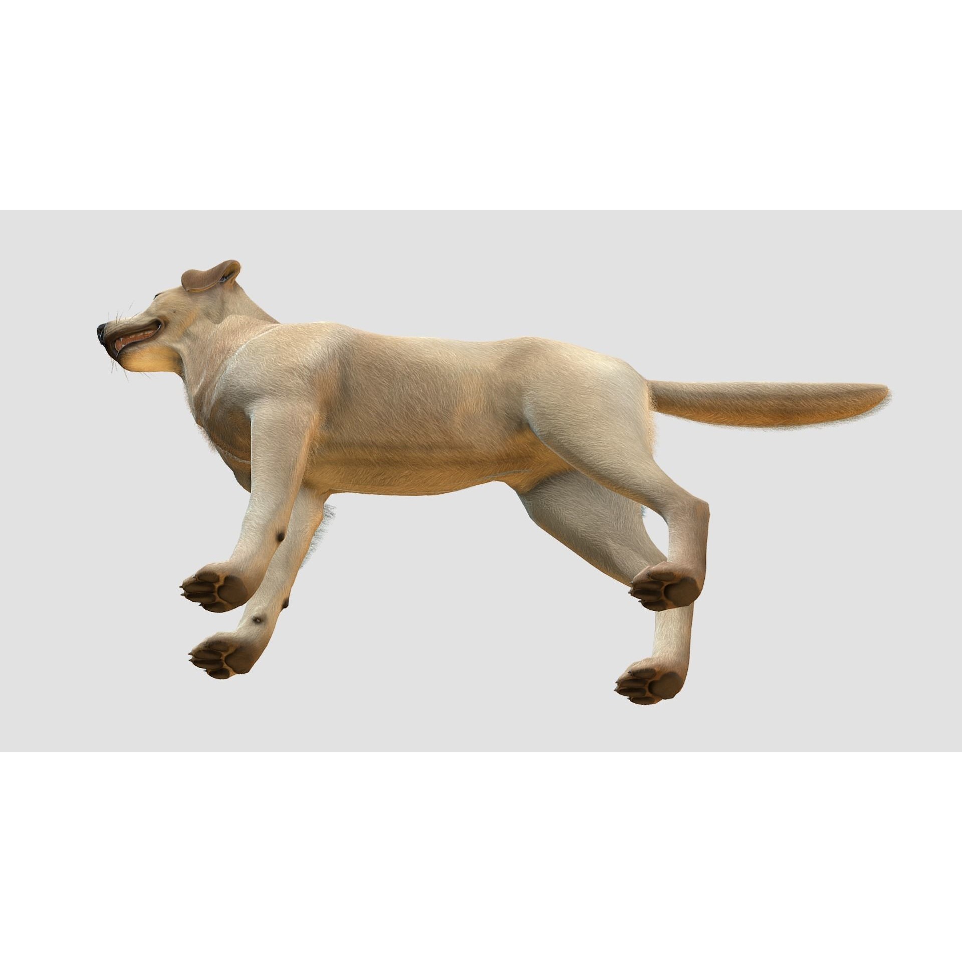 Dog - Labrador Low-poly 3D model 6