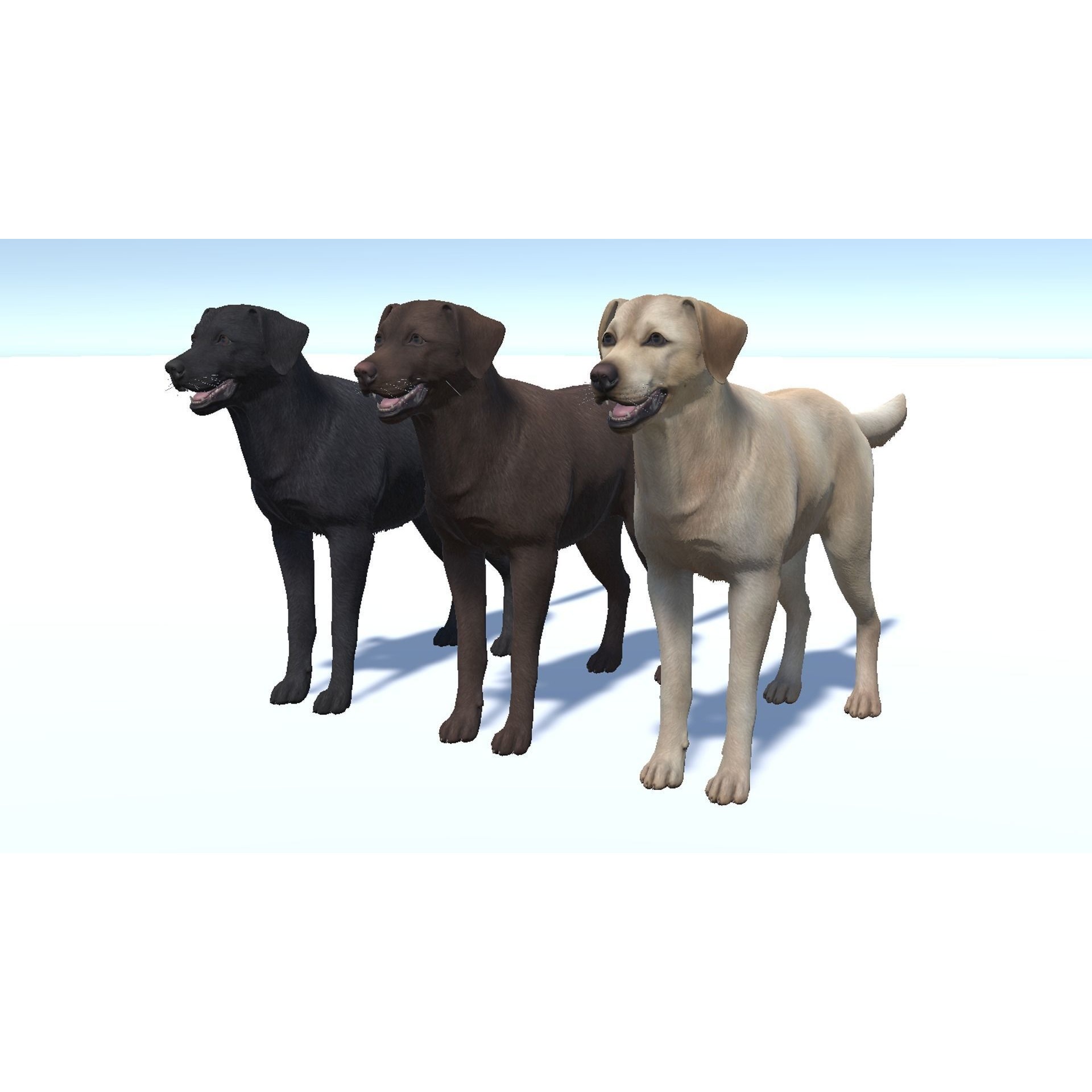 Dog - Labrador Low-poly 3D model 7