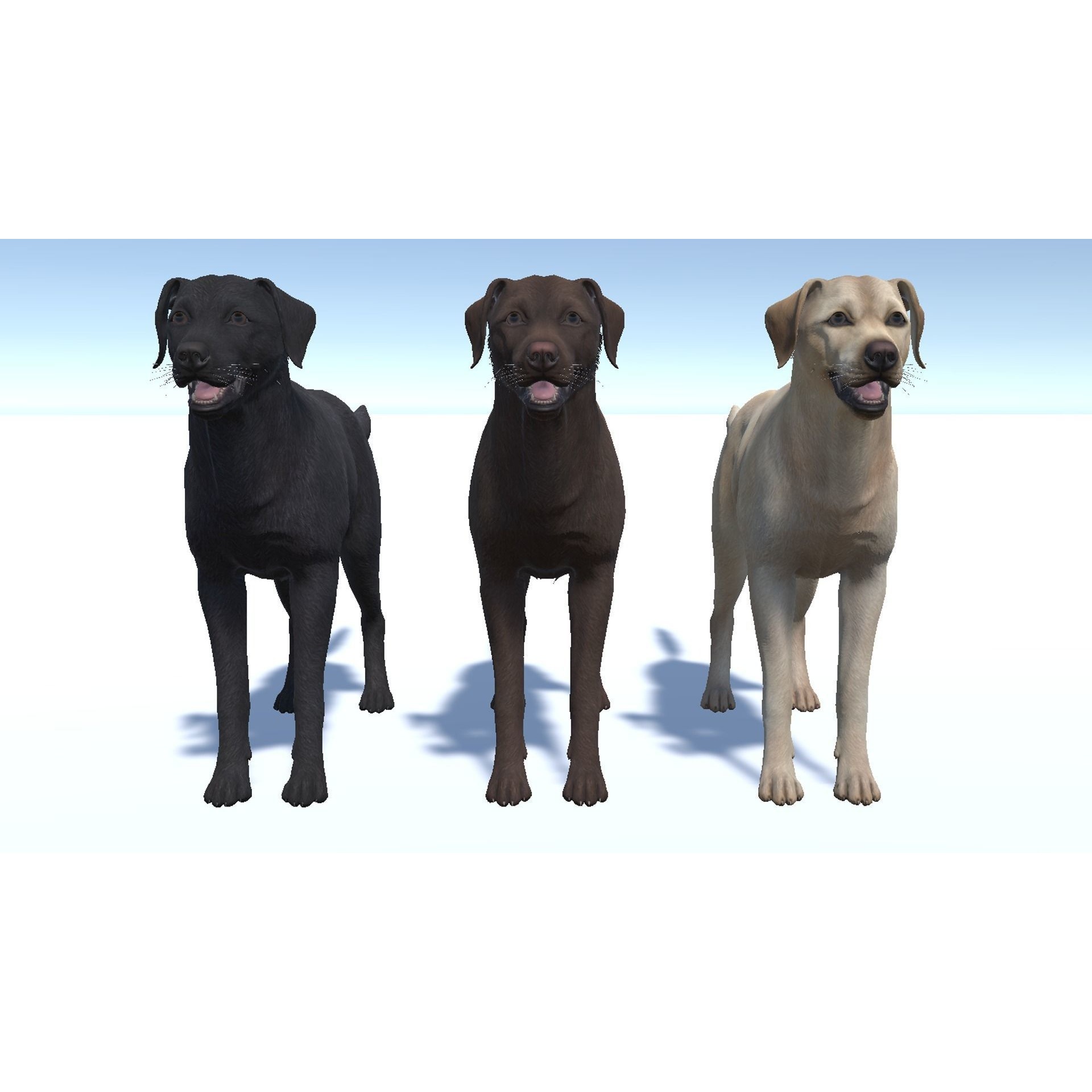 Dog - Labrador Low-poly 3D model 8