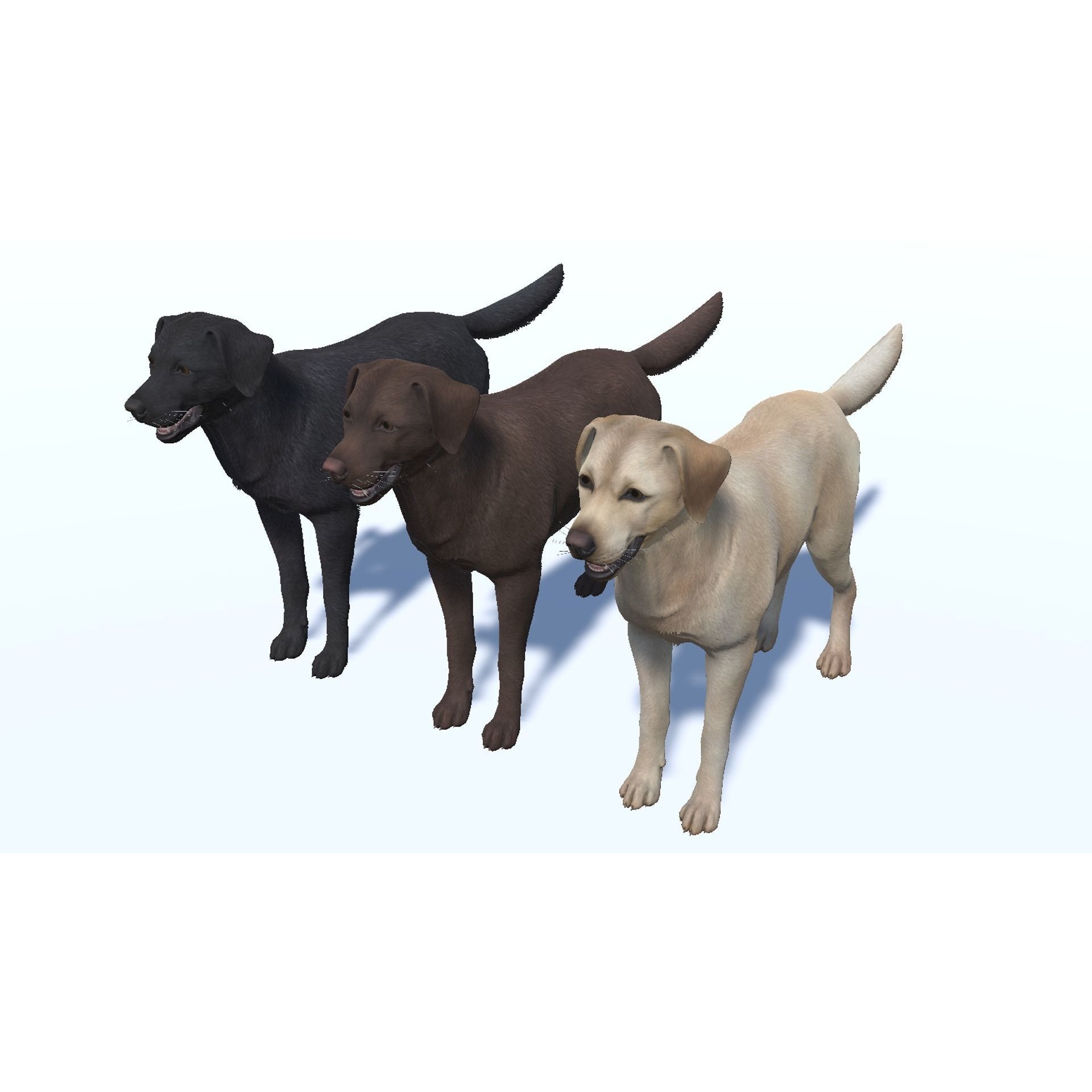 Dog - Labrador Low-poly 3D model 9